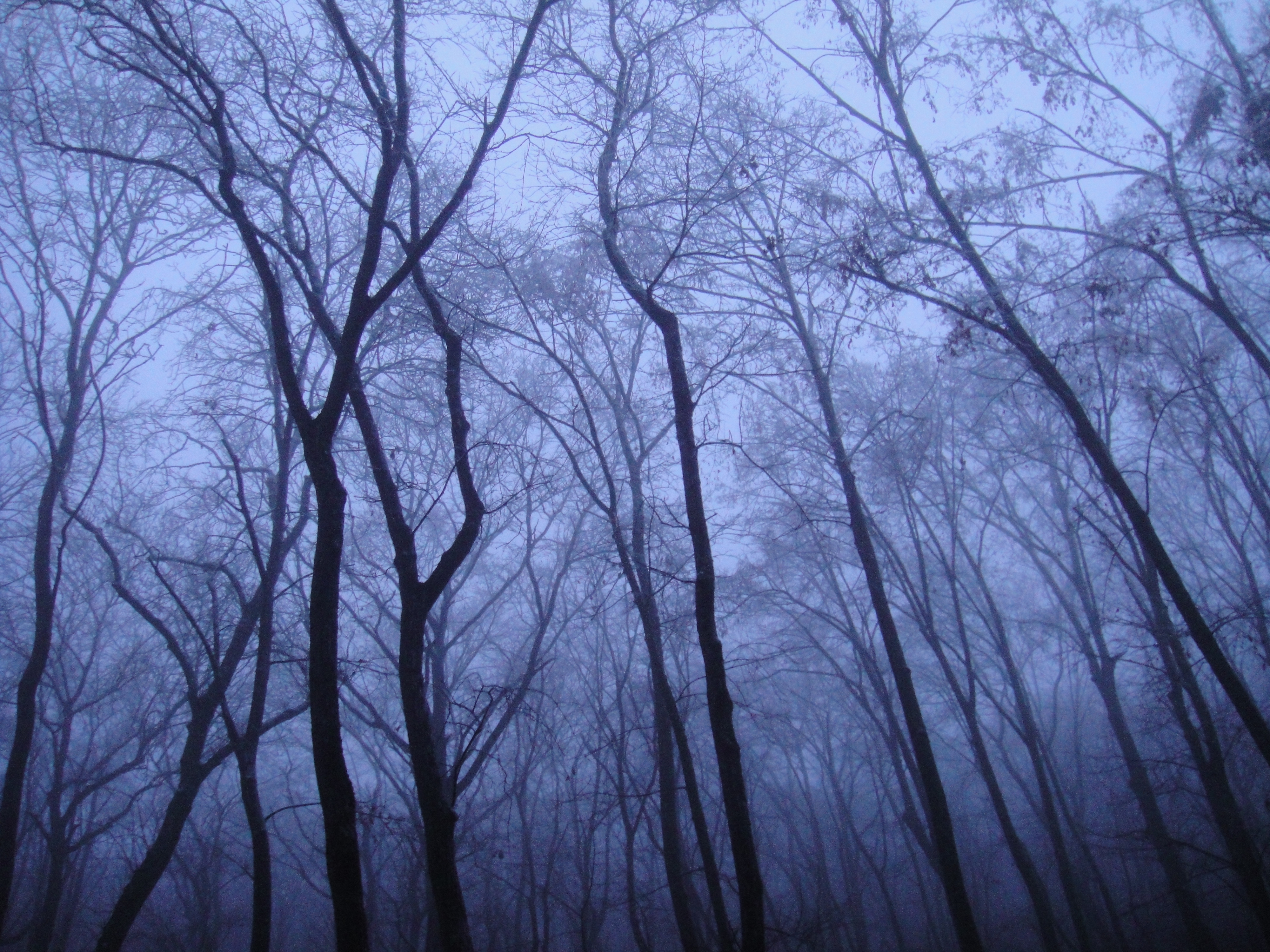 Photos Of The Day: A Misty, Frozen Romanian Forest | The Velvet Rocket