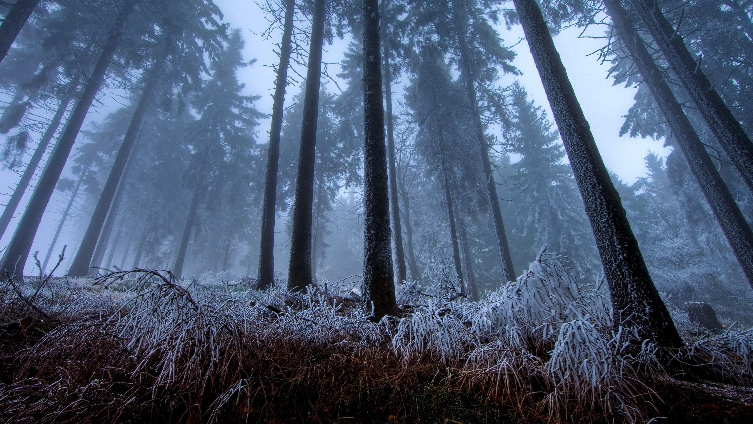 Frozen Forest - WallDevil