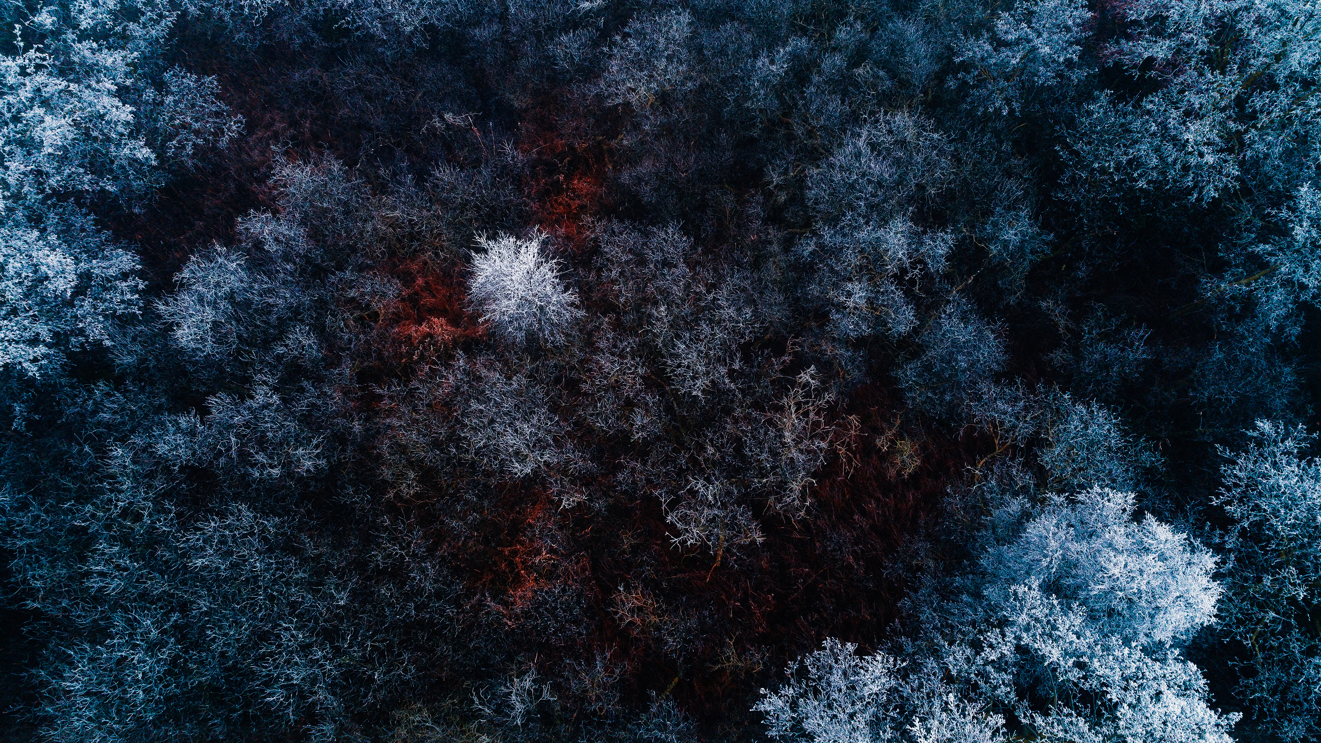 Wallpaper Frozen Forest, 4K, Nature, #6377
