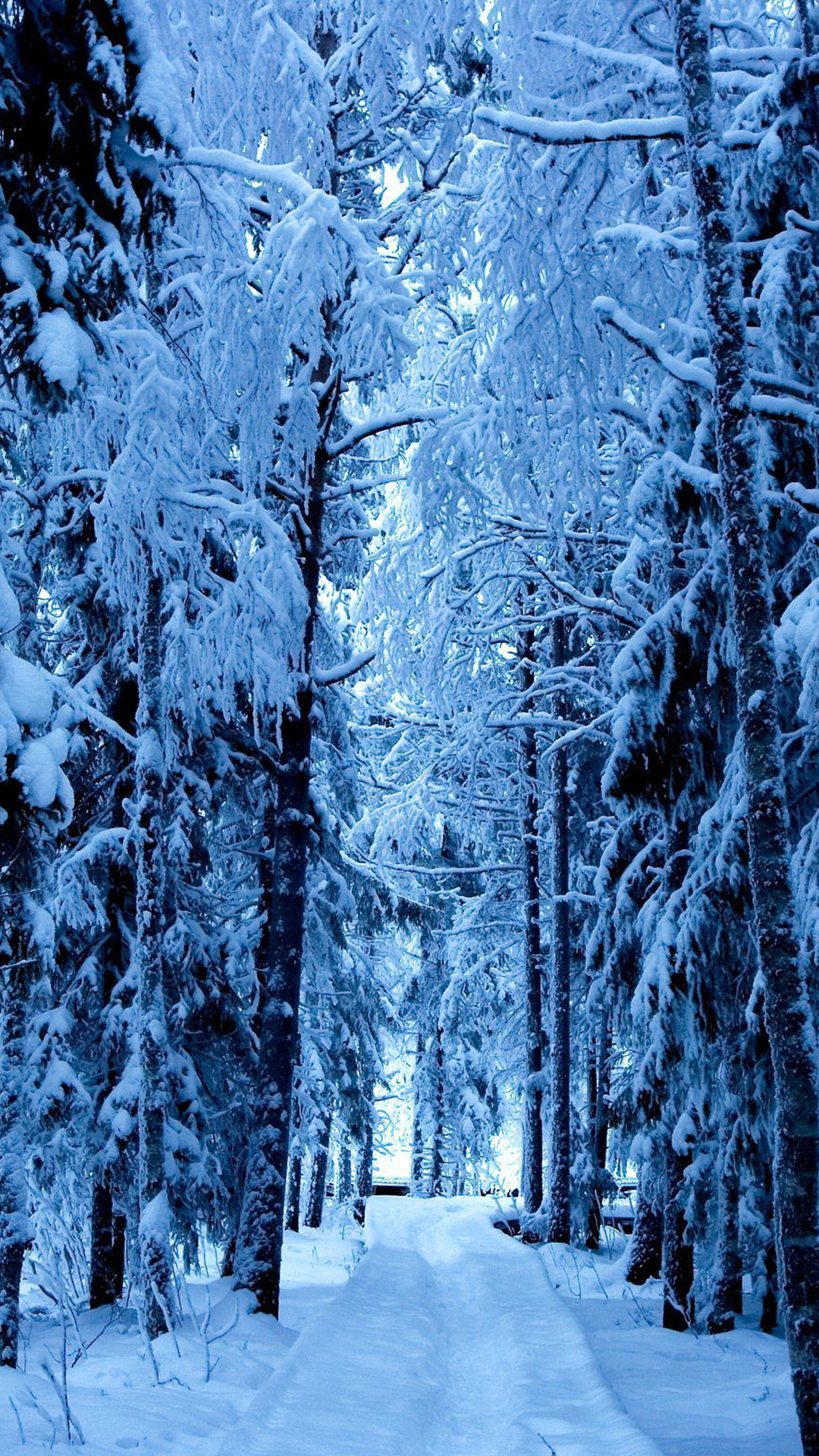 Frozen Forest HD Wallpaper For Your Huawei Honor 8 Smartphone