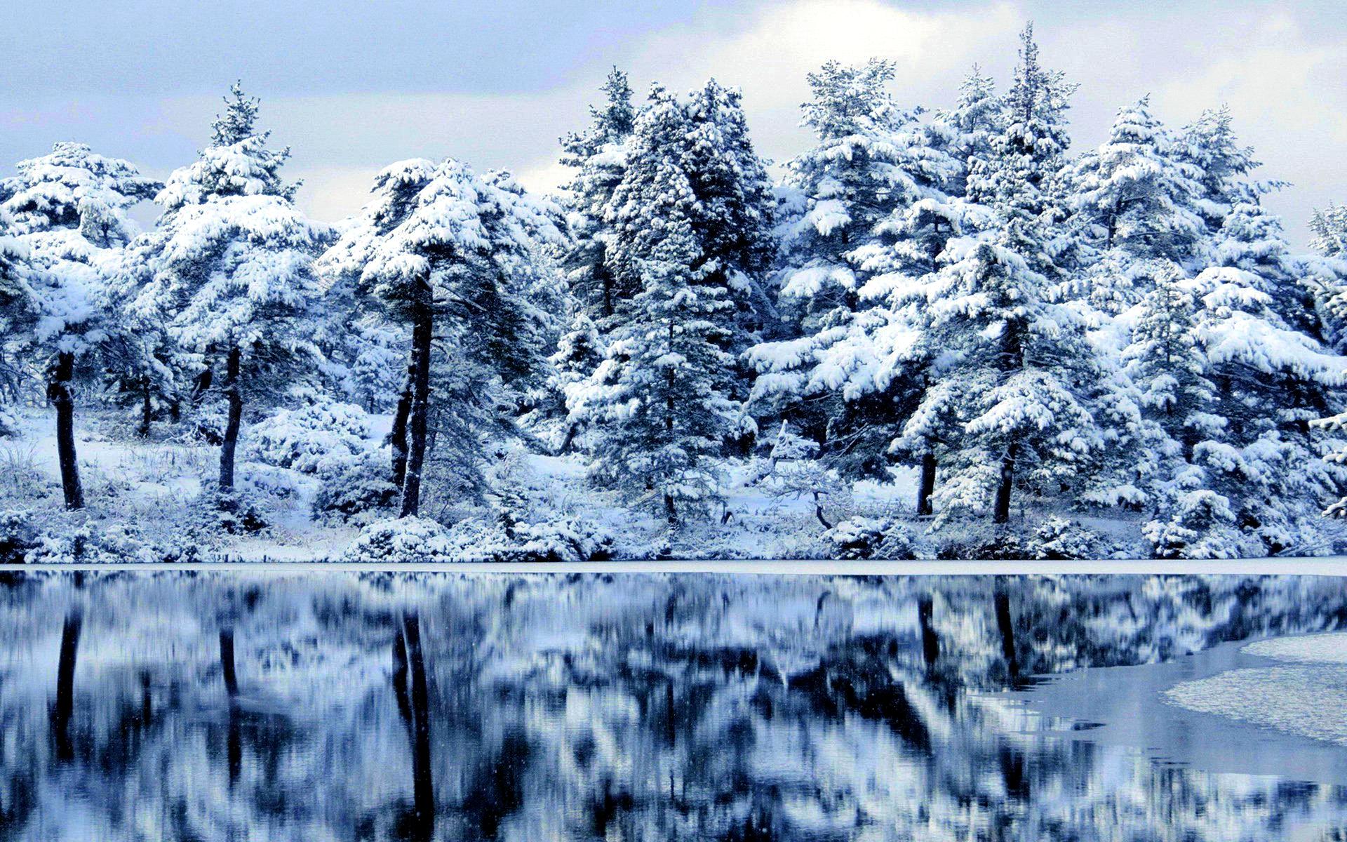 Beautiful Frozen Forest #6775139