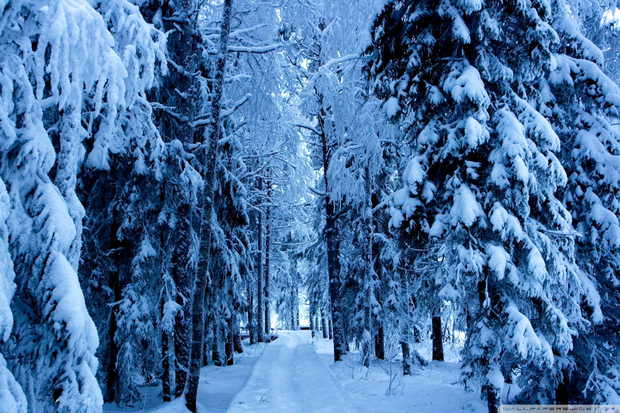 Forest Trails In The Snow ❤ 4K HD Desktop Wallpaper for 4K Ultra HD ...