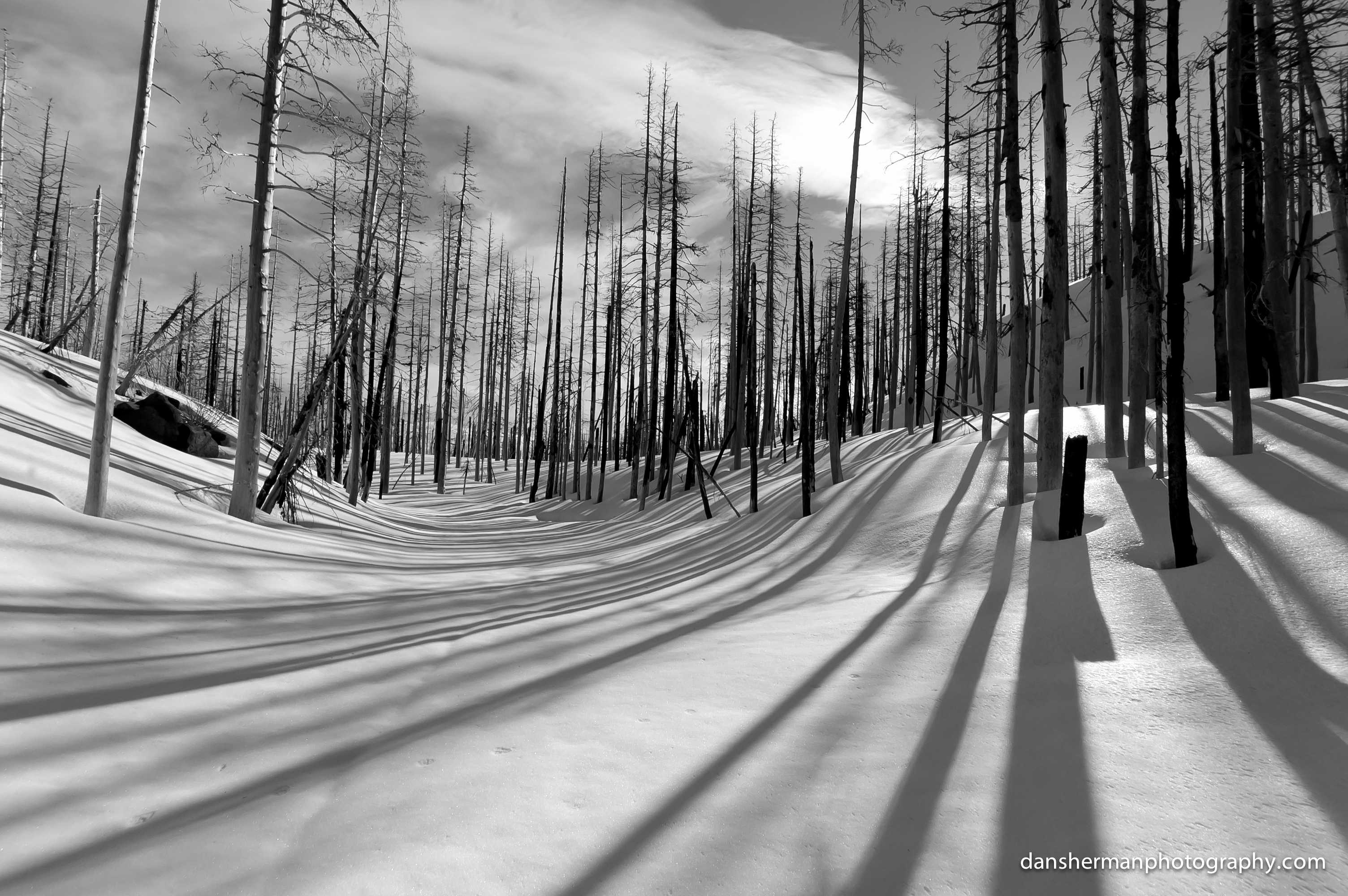 Frozen Forest BW | Dan Sherman Photography