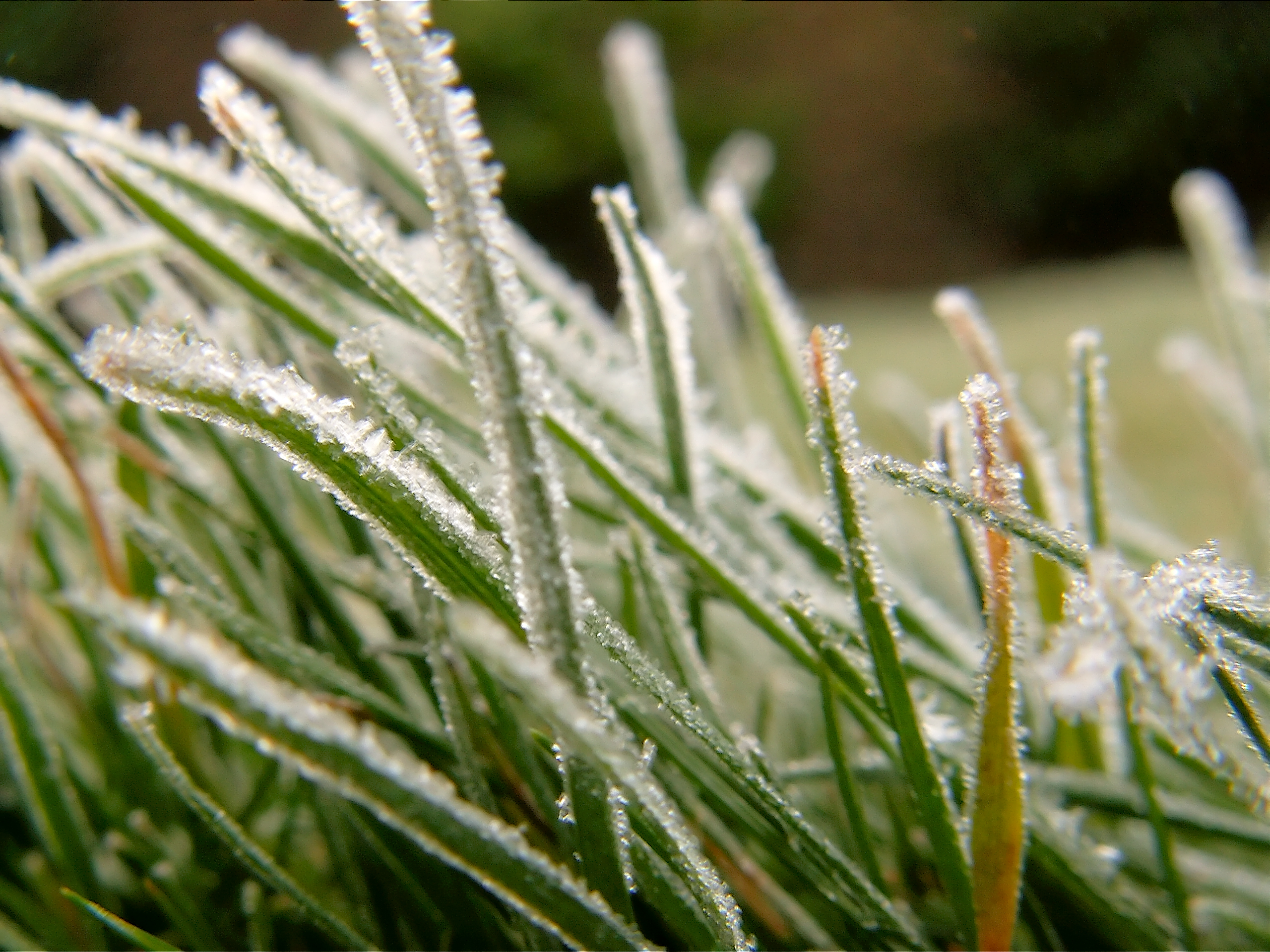 Keep Off The Frozen Lawn To Avoid Breaking Grass Blades- Lawn Seeds