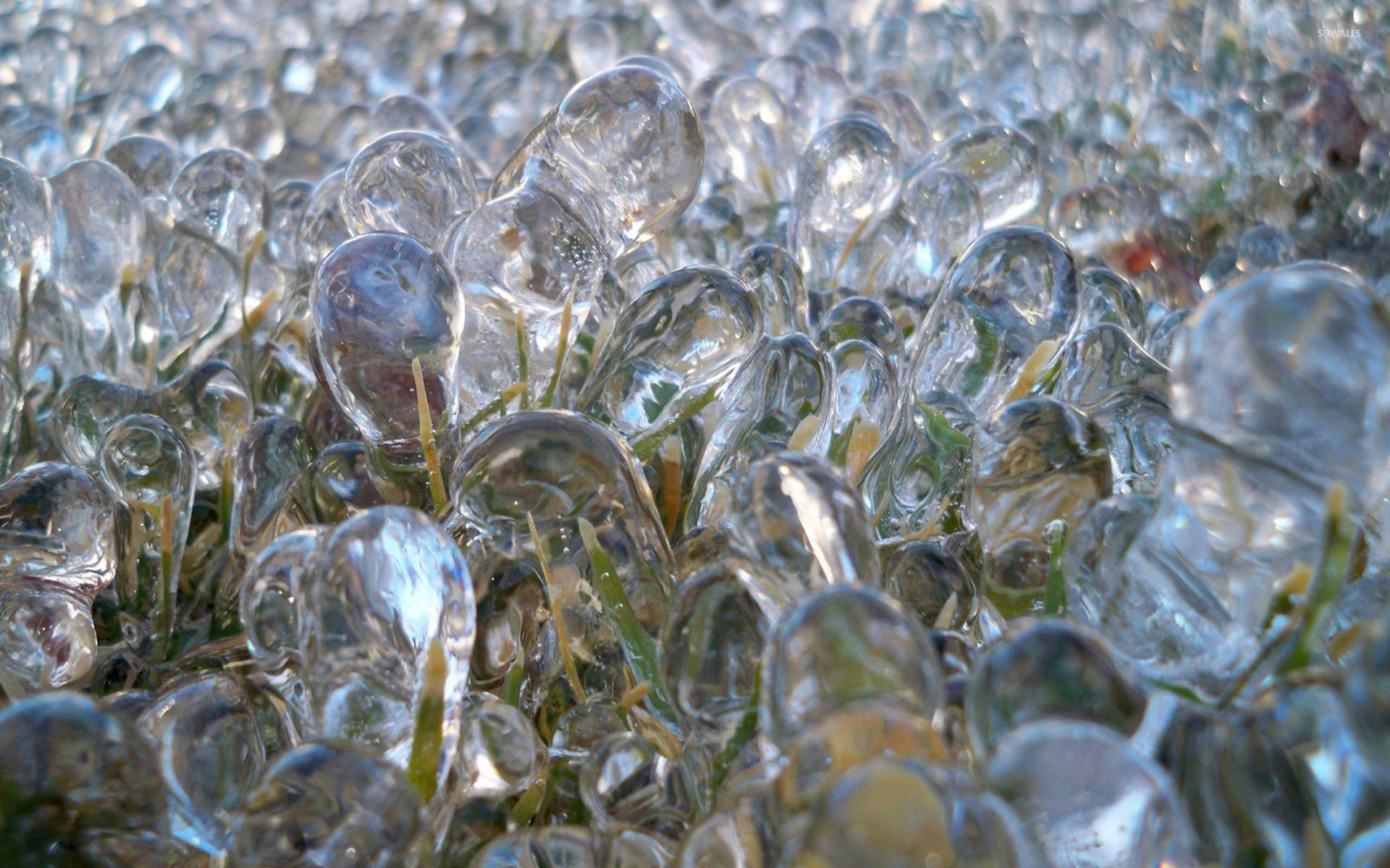 Frozen grass close-up wallpaper - Photography wallpapers - #29161