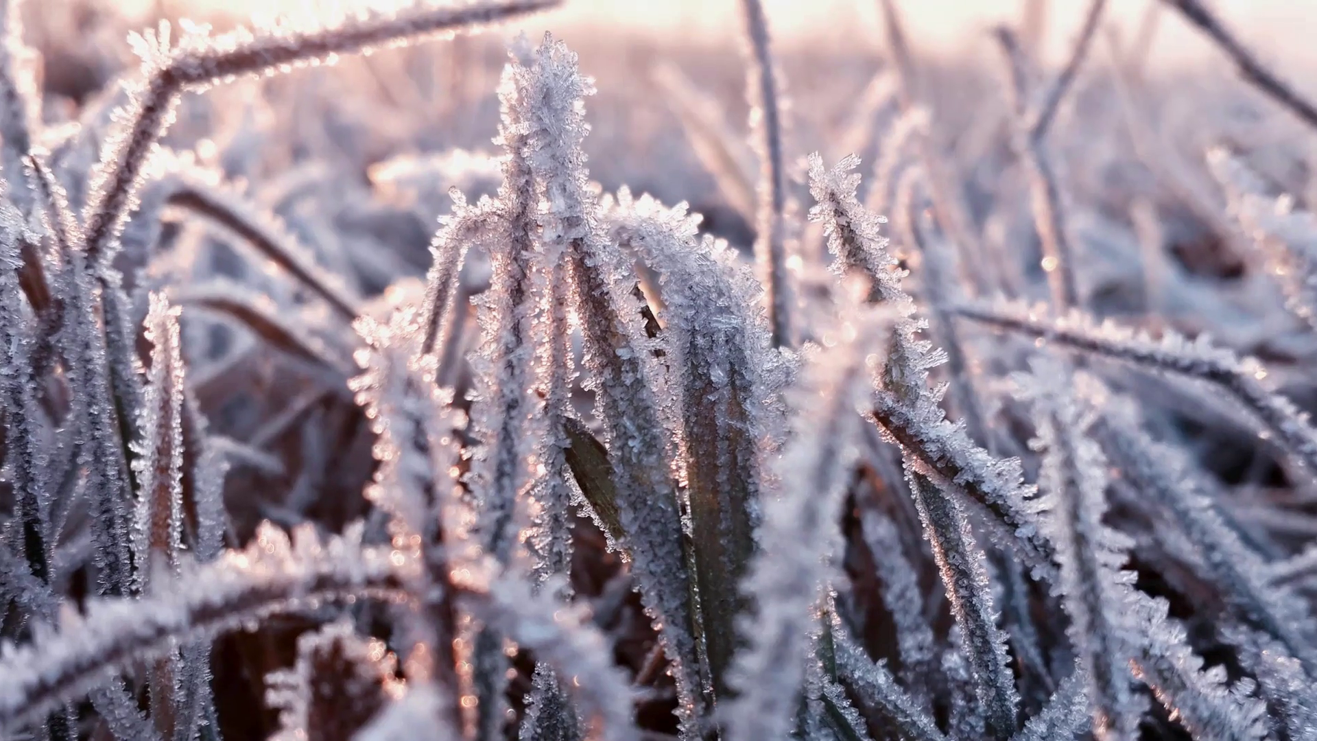 Beautiful frozen grass at the winter morning Stock Video Footage ...