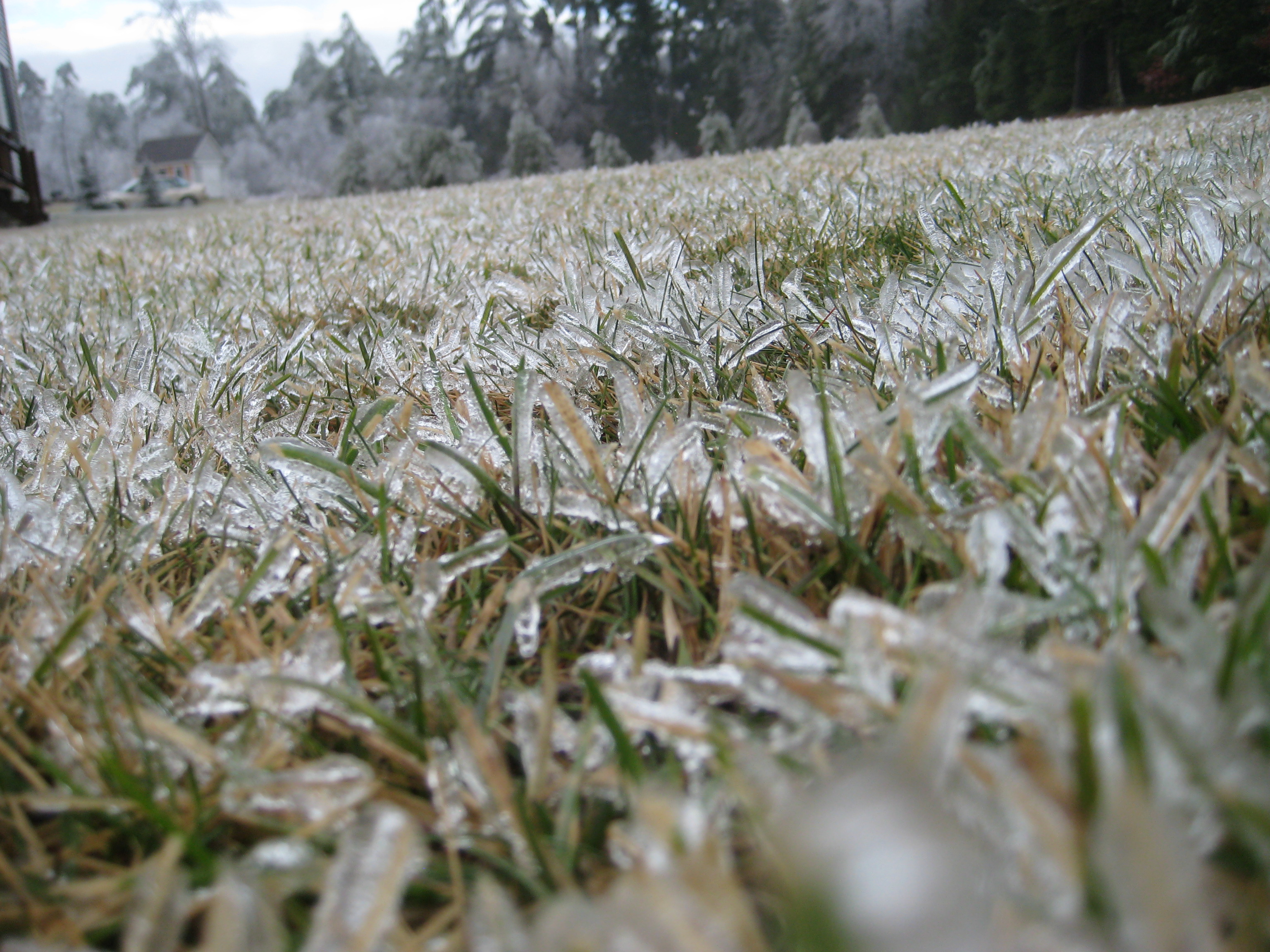 File:Frozen blades of grass in southern nh.JPG - Wikipedia