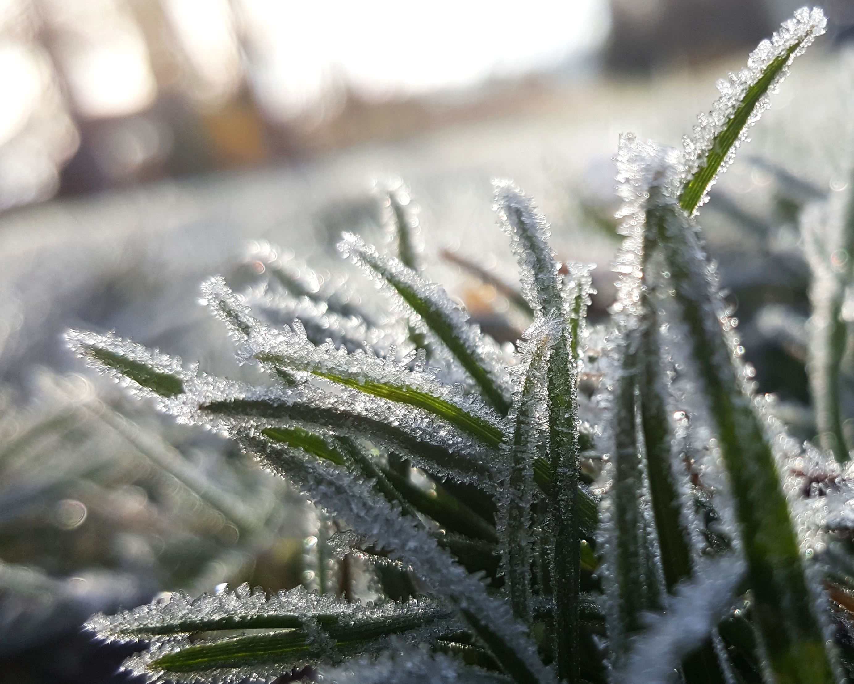 Free picture: frost, green leaves, snow, frozen, grass, macro ...
