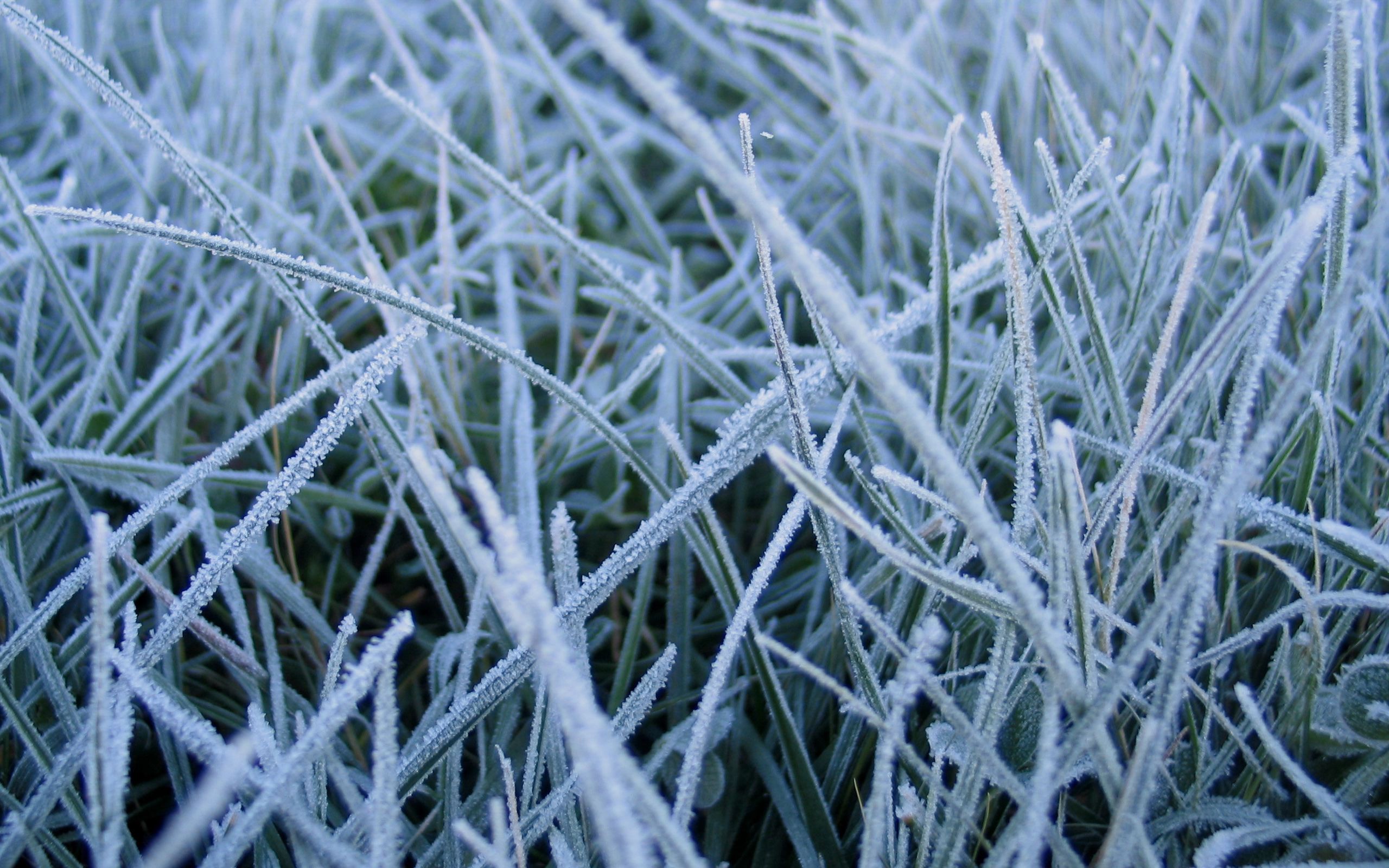 Frozen Grass Wallpaper | 2560x1600 | ID:30193 - WallpaperVortex.com