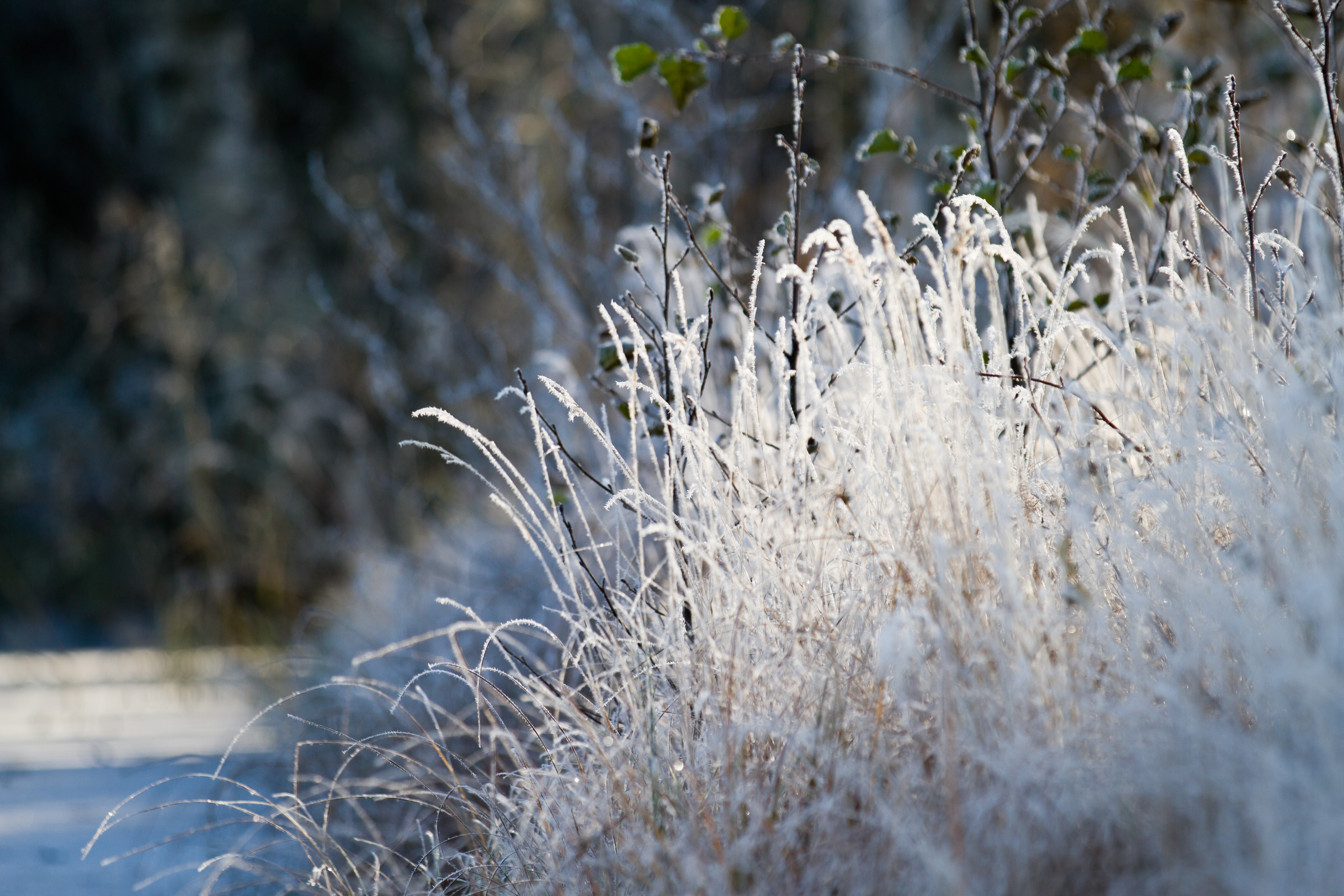 Frozen grass by BIREL on DeviantArt