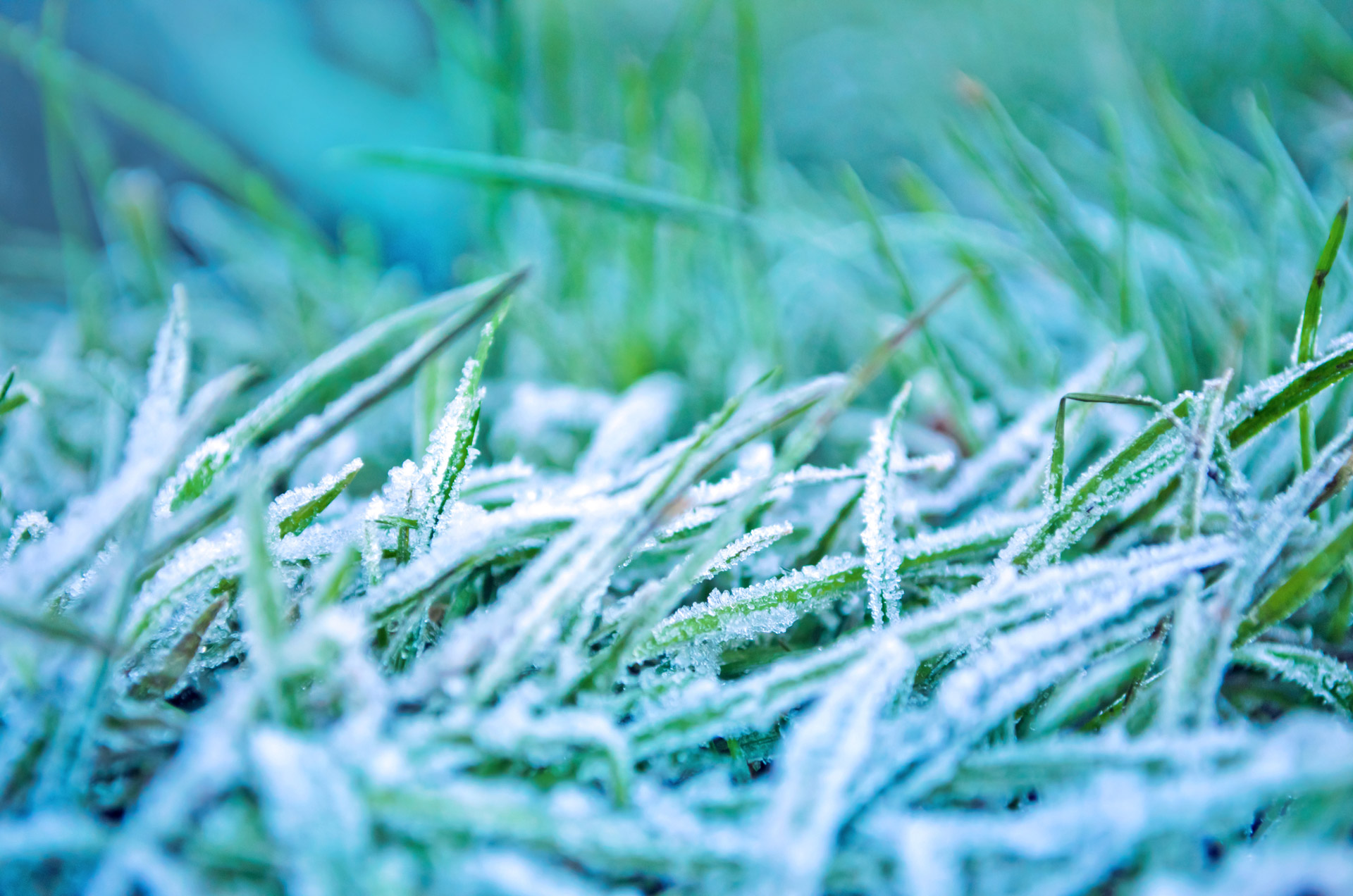 Morning Frozen Grass Free Stock Photo - Public Domain Pictures