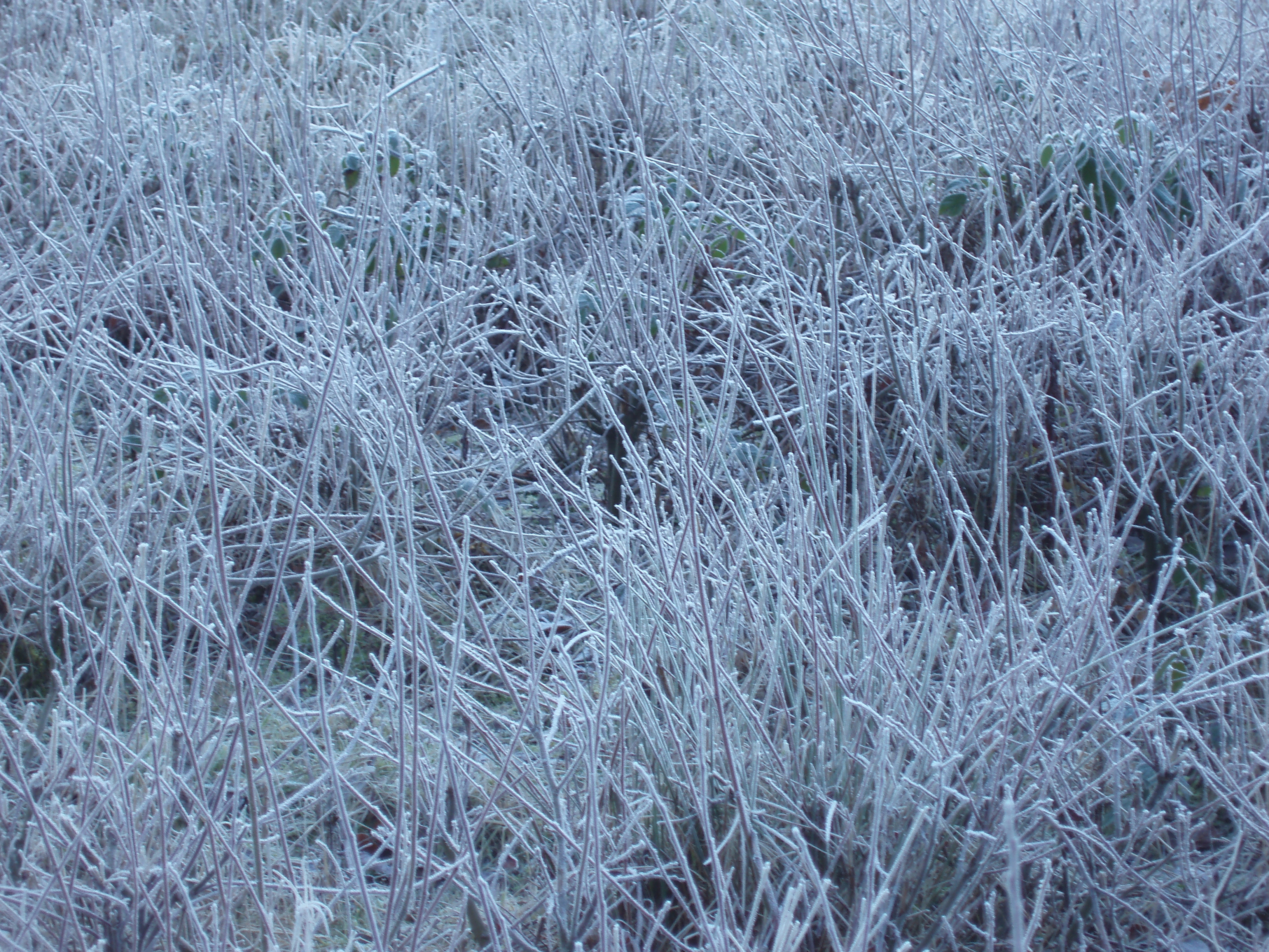 frosty grass blades | Free backgrounds and textures | Cr103.com