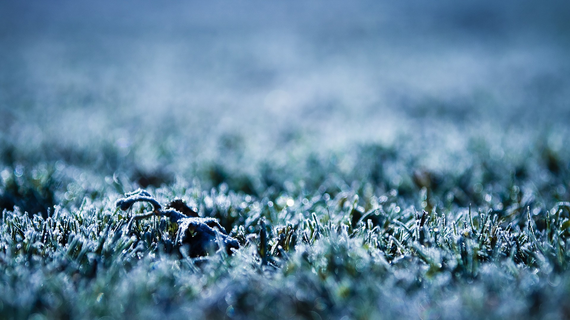 Winter: Frozen Grass Maco Photography Frosty Abstract Nature Close ...