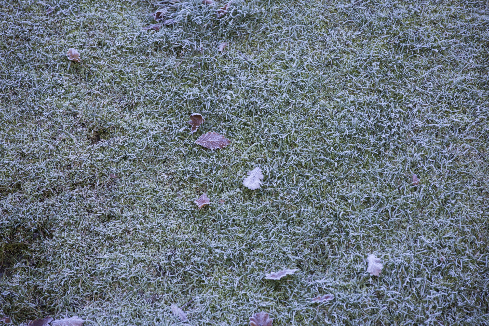 Frozen Grass Free Stock Photo - Public Domain Pictures