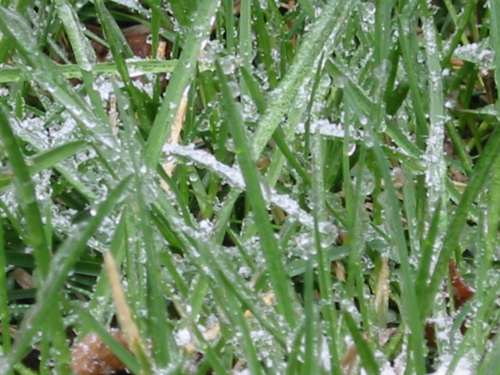 File:Rain frozen on grass.JPG - Wikimedia Commons