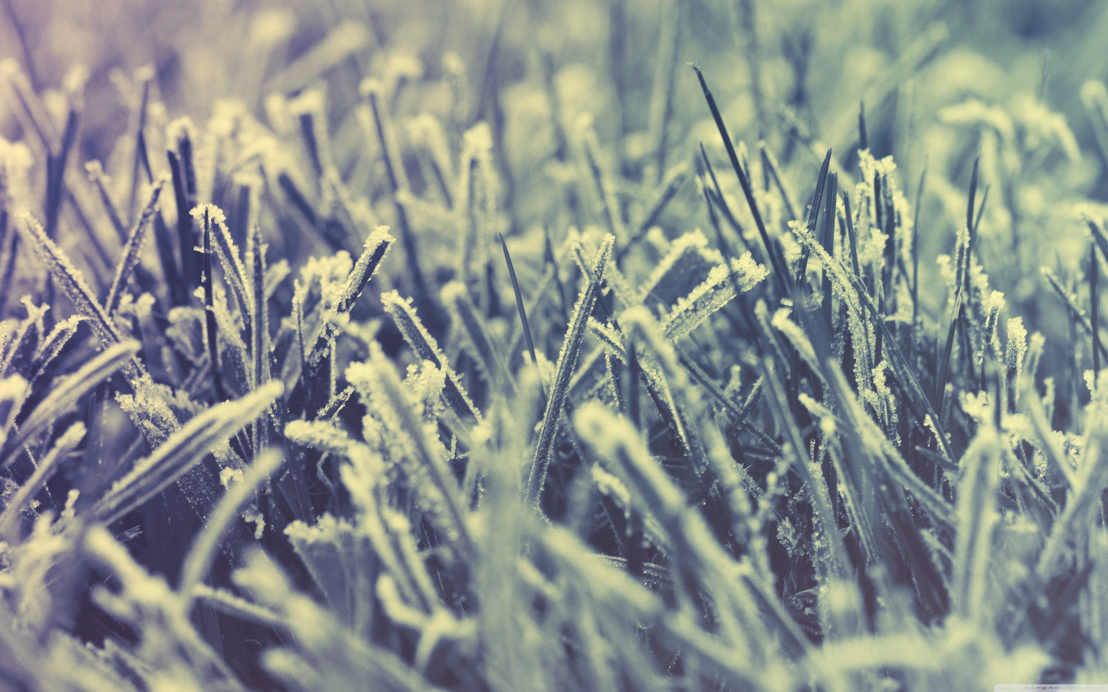 Frozen Grass - Winter ❤ 4K HD Desktop Wallpaper for 4K Ultra HD TV ...