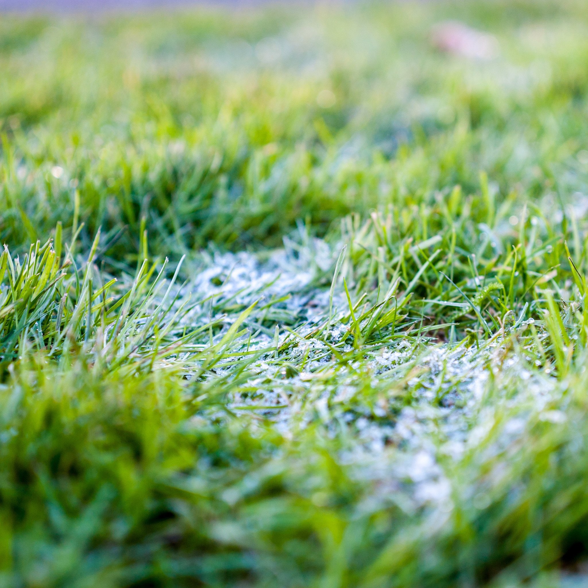 Avoid walking on frozen grass – Rexius