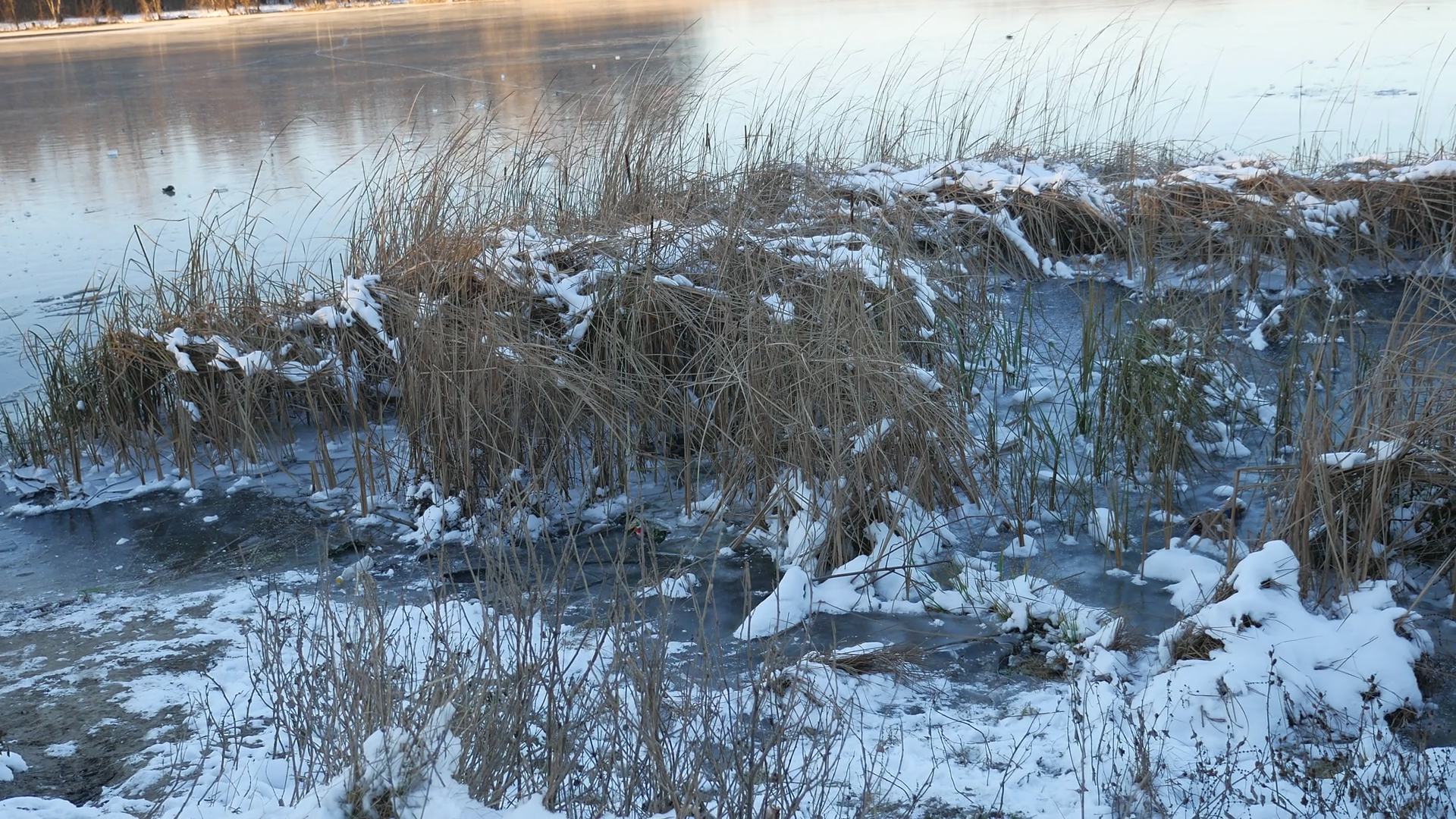 dry grass in the snow ice frozen water river nature landscape Stock ...