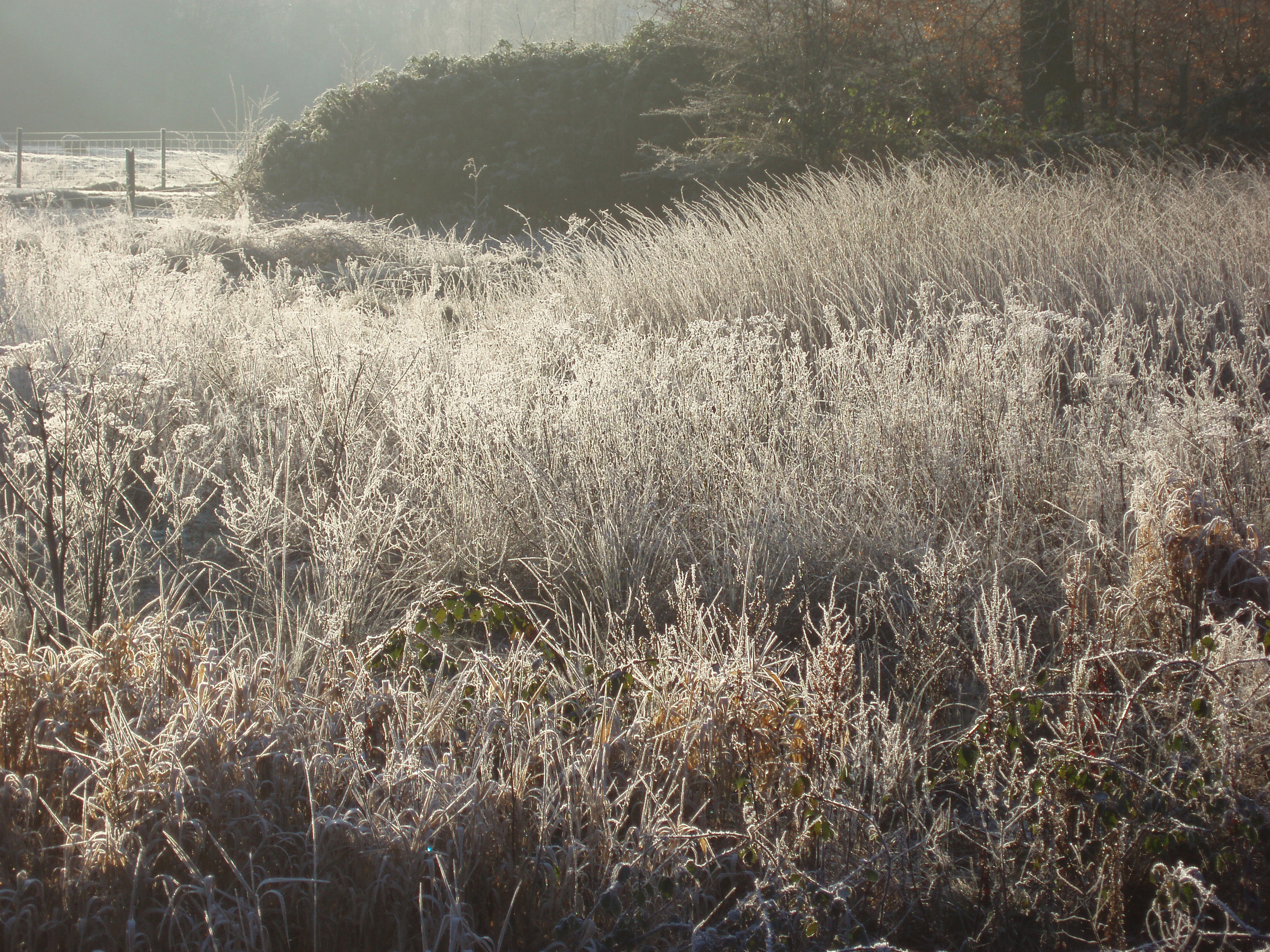Free Stock Photo 3475-frozen meadow grasses | freeimageslive
