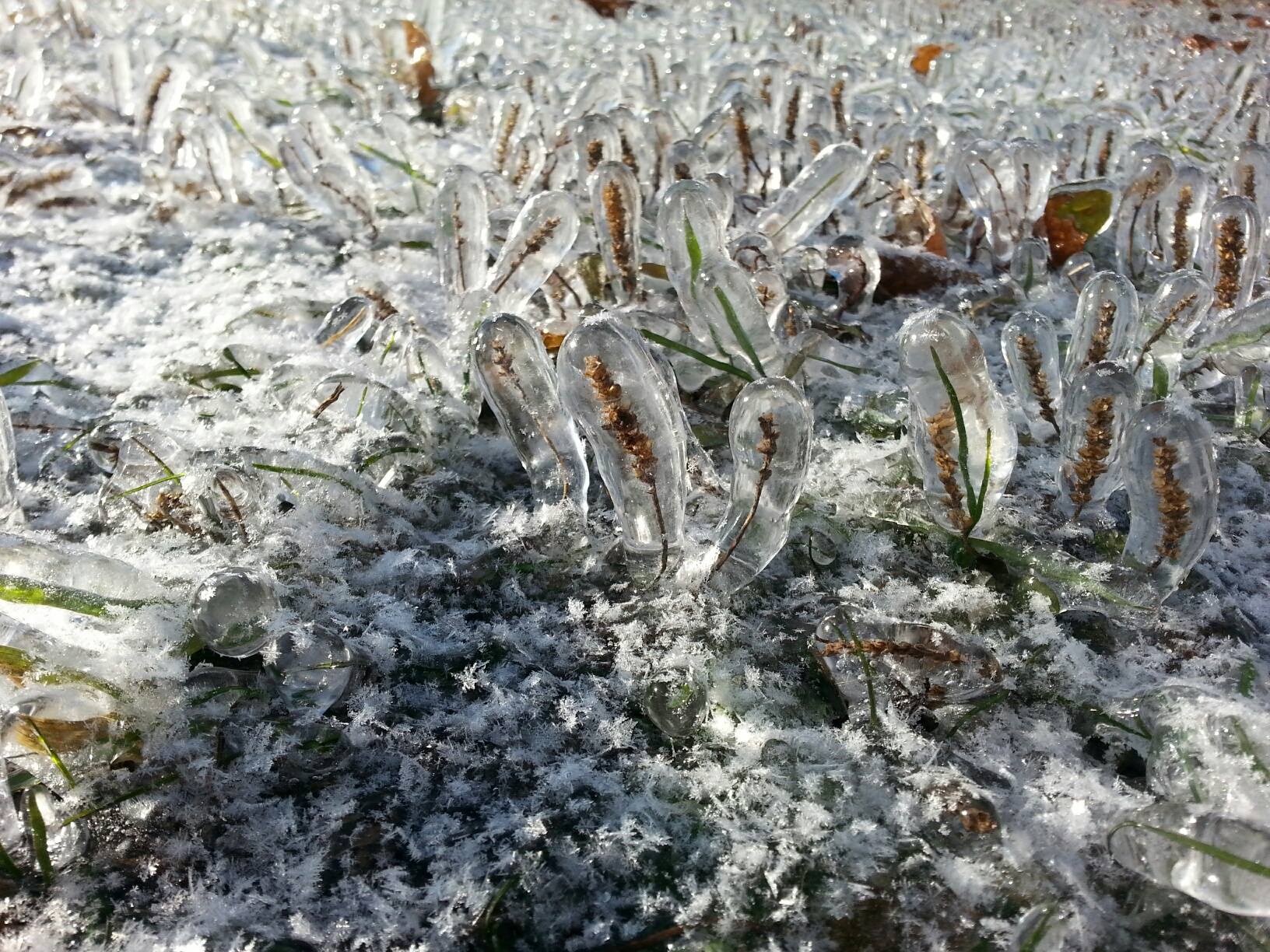 Frozen Grass: Local Garden Home to Strange Winter Phenomenon ...