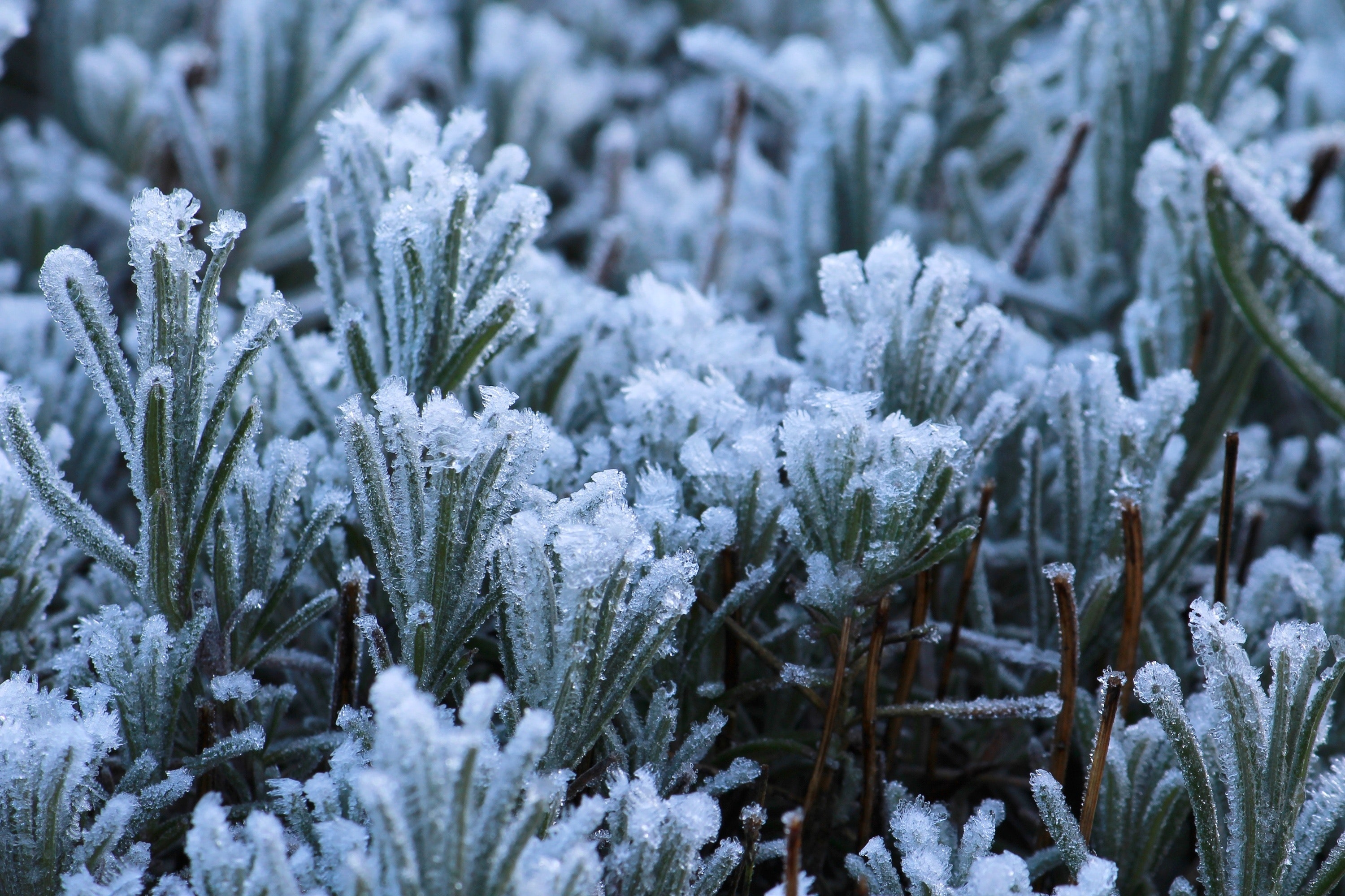 Free stock photo of cold, frost, frozen