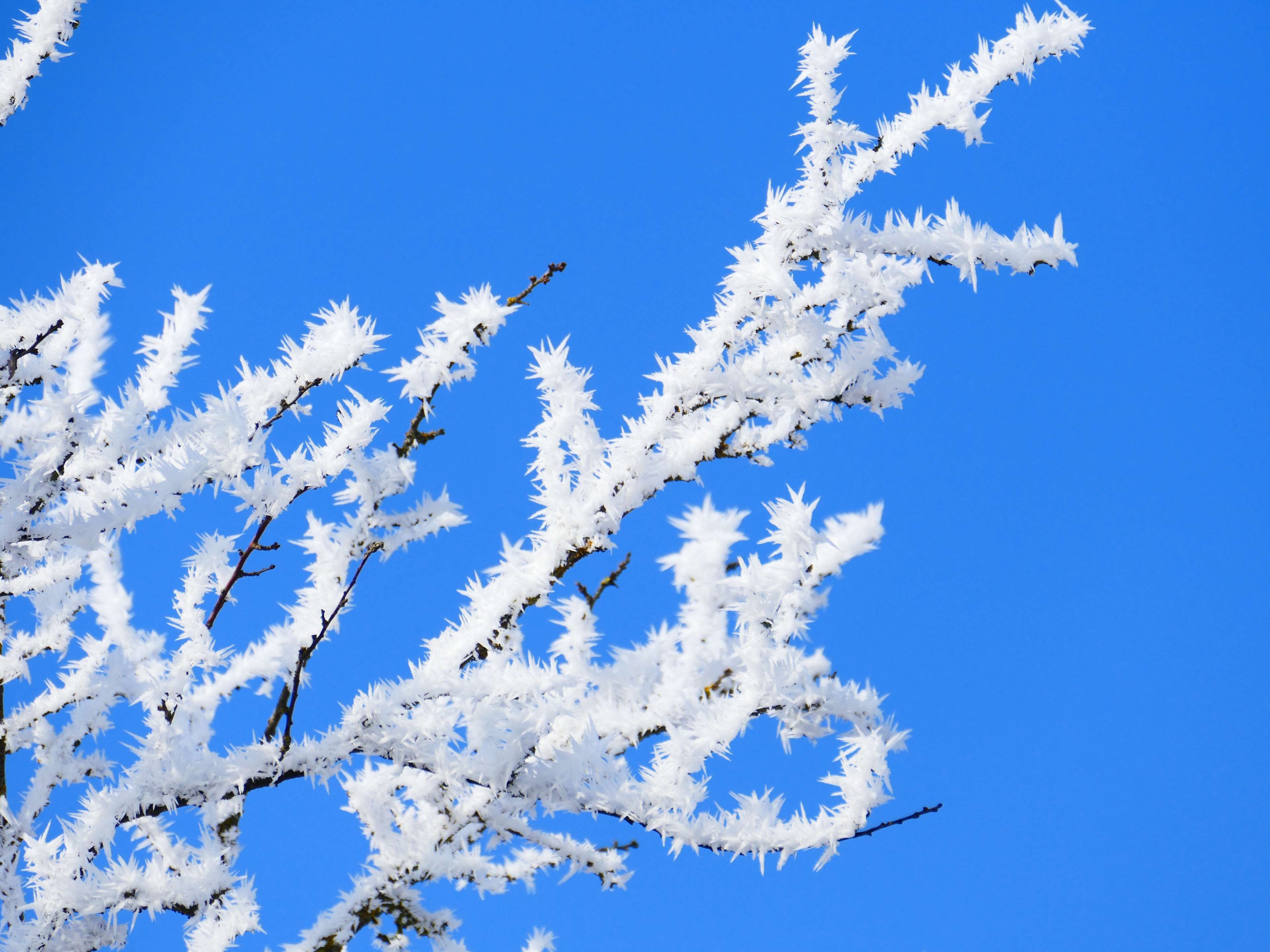 branches #frost #frozen #hoarfrost #ice #sky | wallpapers and ...