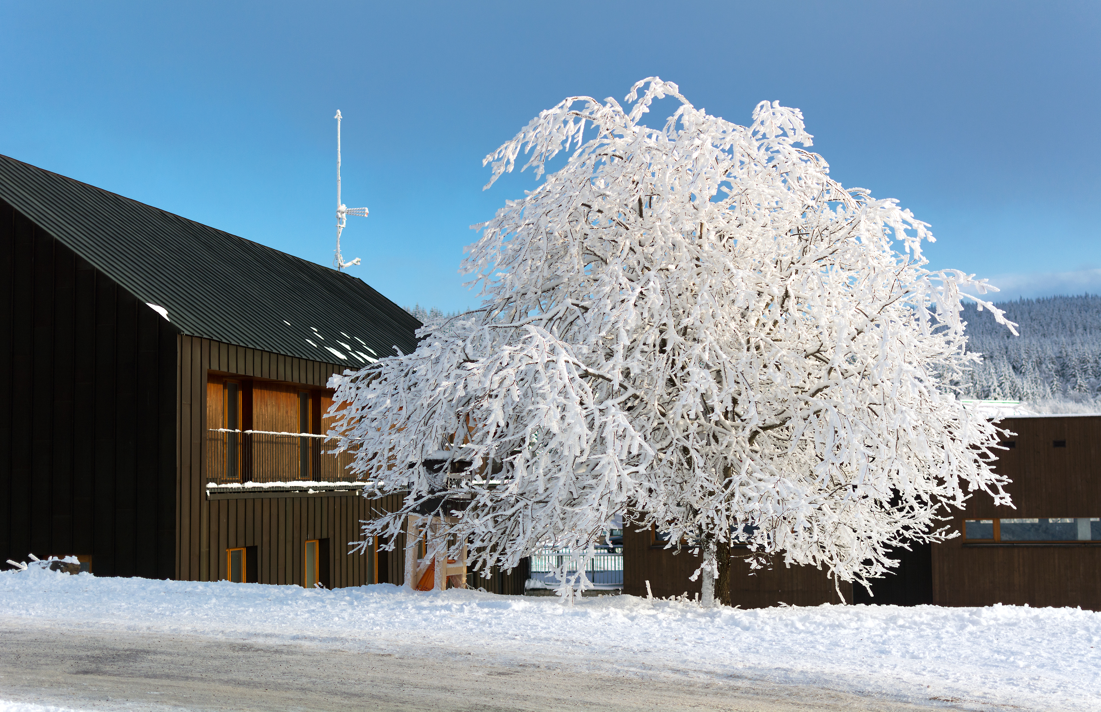Free Image: Frozen Tree and House | Libreshot Public Domain Photos
