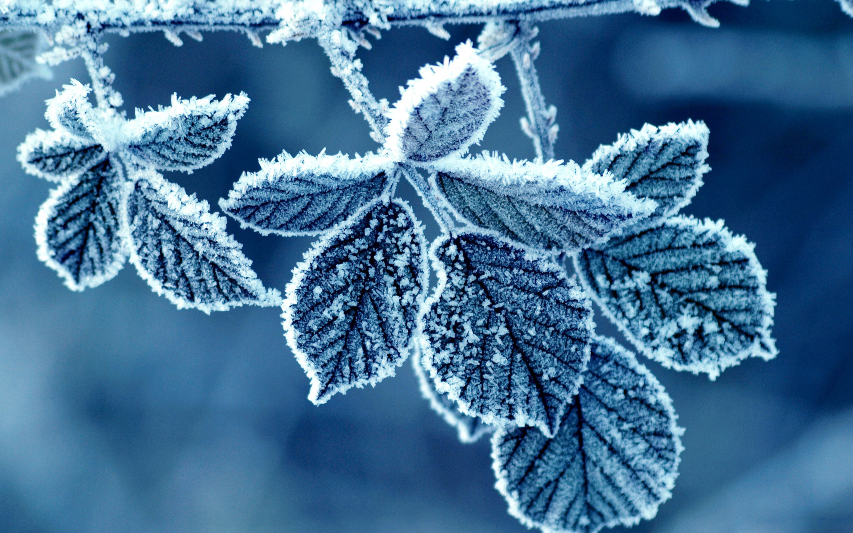 Winter: Frozen Leaves Beautiful Leafs Winter Blue Nature Full HD ...