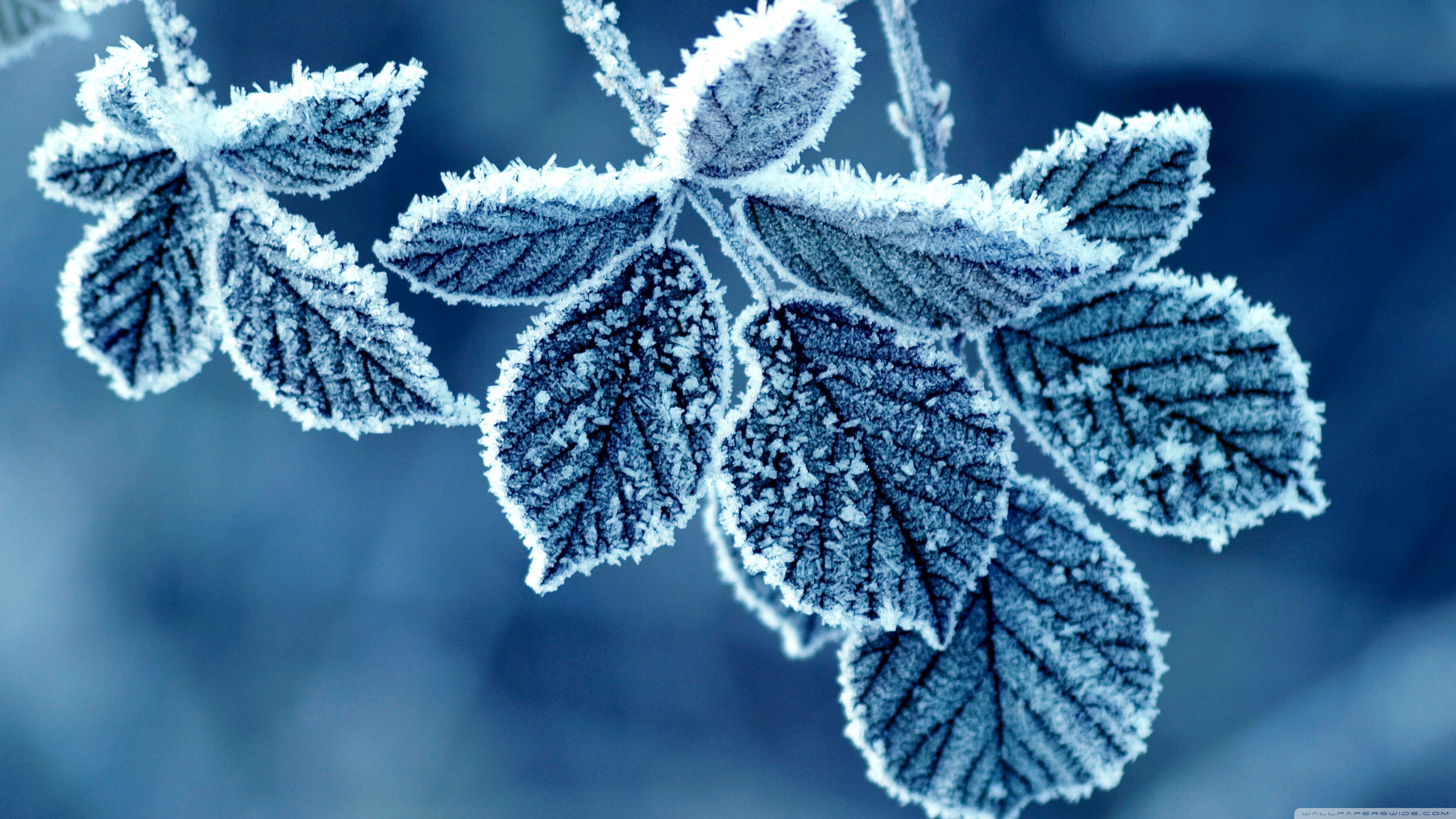 Frozen Leaves ❤ 4K HD Desktop Wallpaper for 4K Ultra HD TV • Wide ...