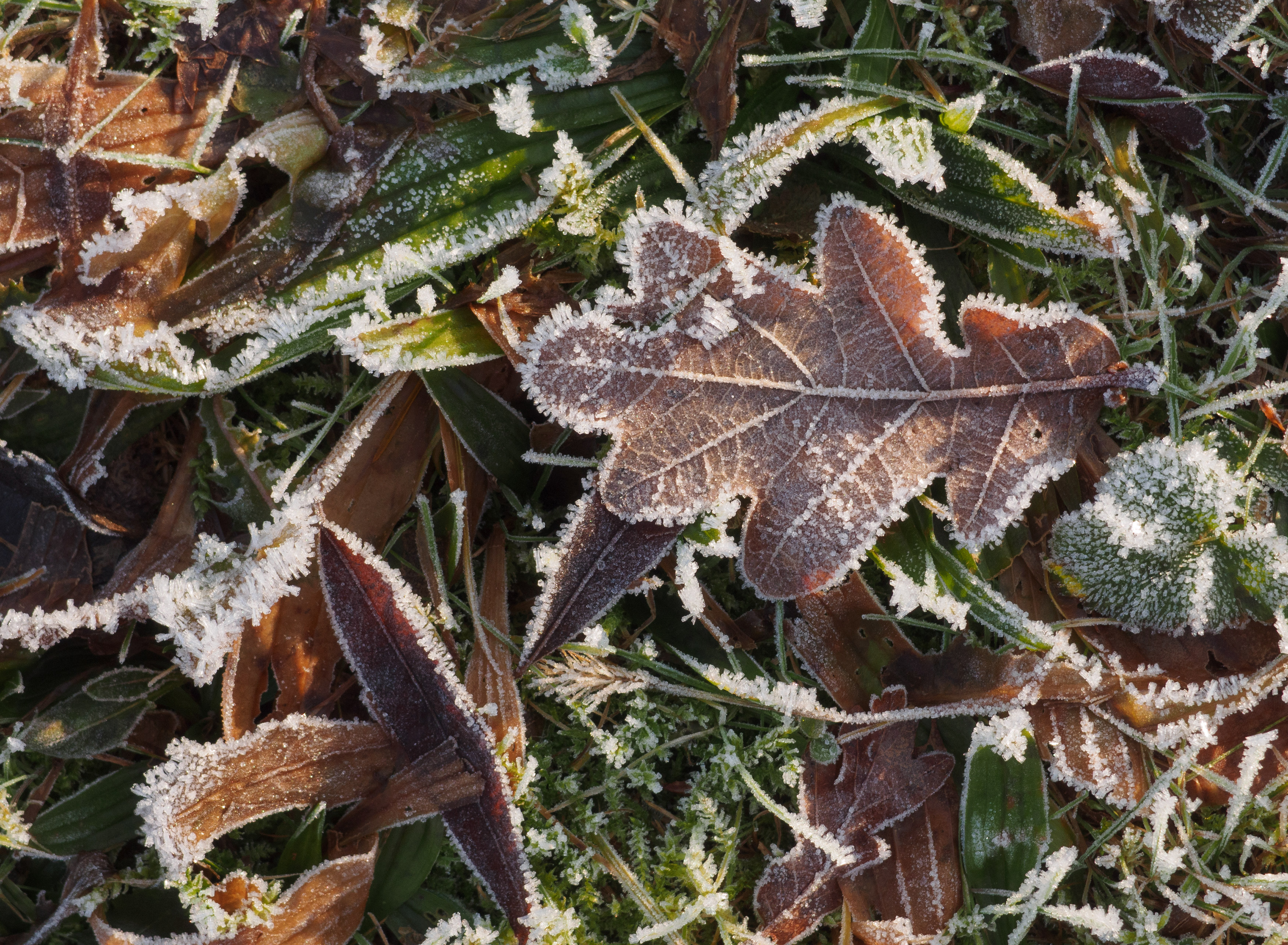 Free Image: Frozen Leaves And Grass | Libreshot Public Domain Photos