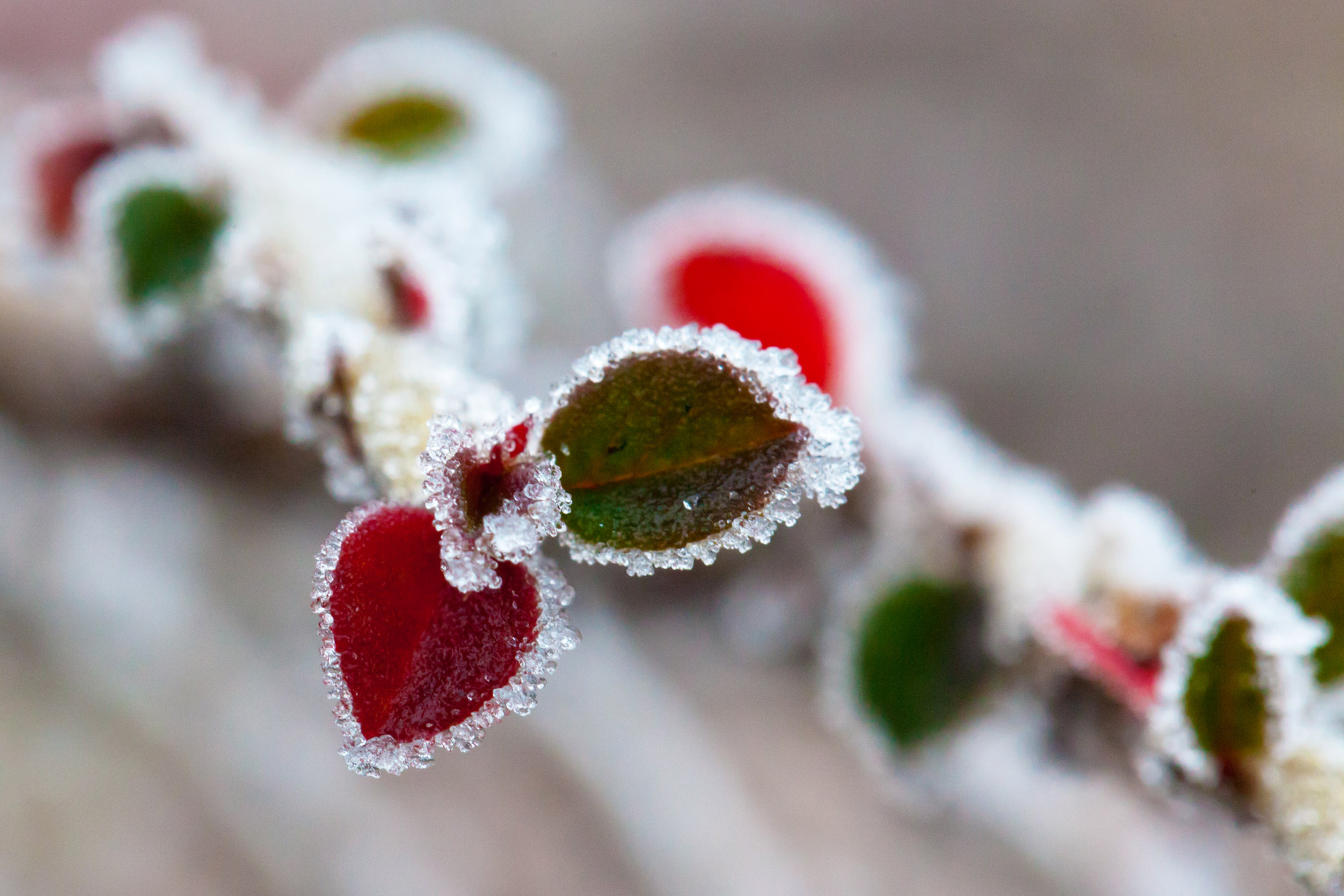 Frozen Colorful Leaves Free Stock Photo - Public Domain Pictures