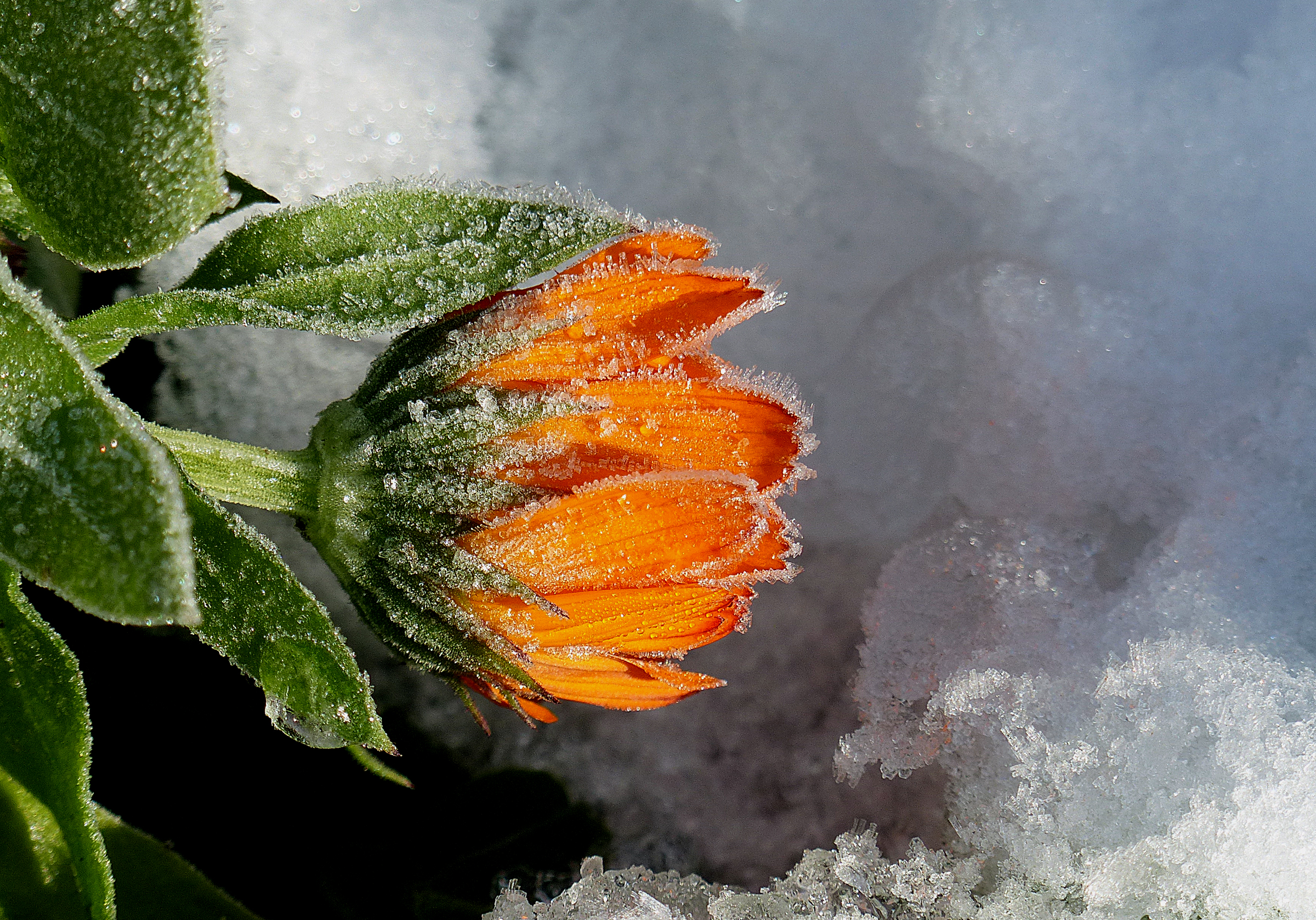 Free Images : snow, leaf, flower, frost, frozen, flora, flowers ...