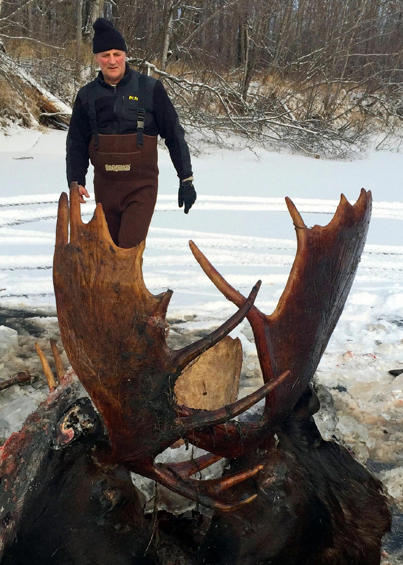 2 moose found frozen mid-fight near remote Alaska village | KFXL