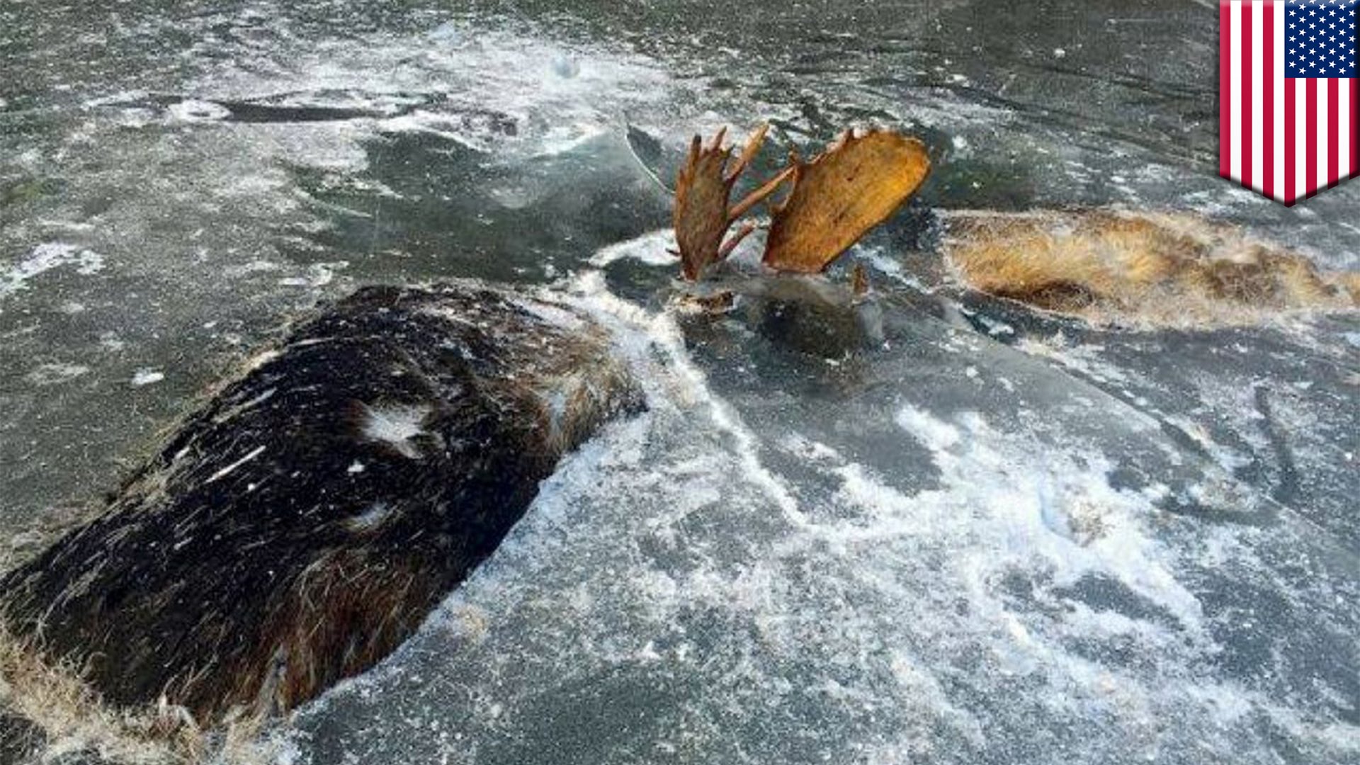 Battle to the death: two moose in Alaska found frozen in ice with ...
