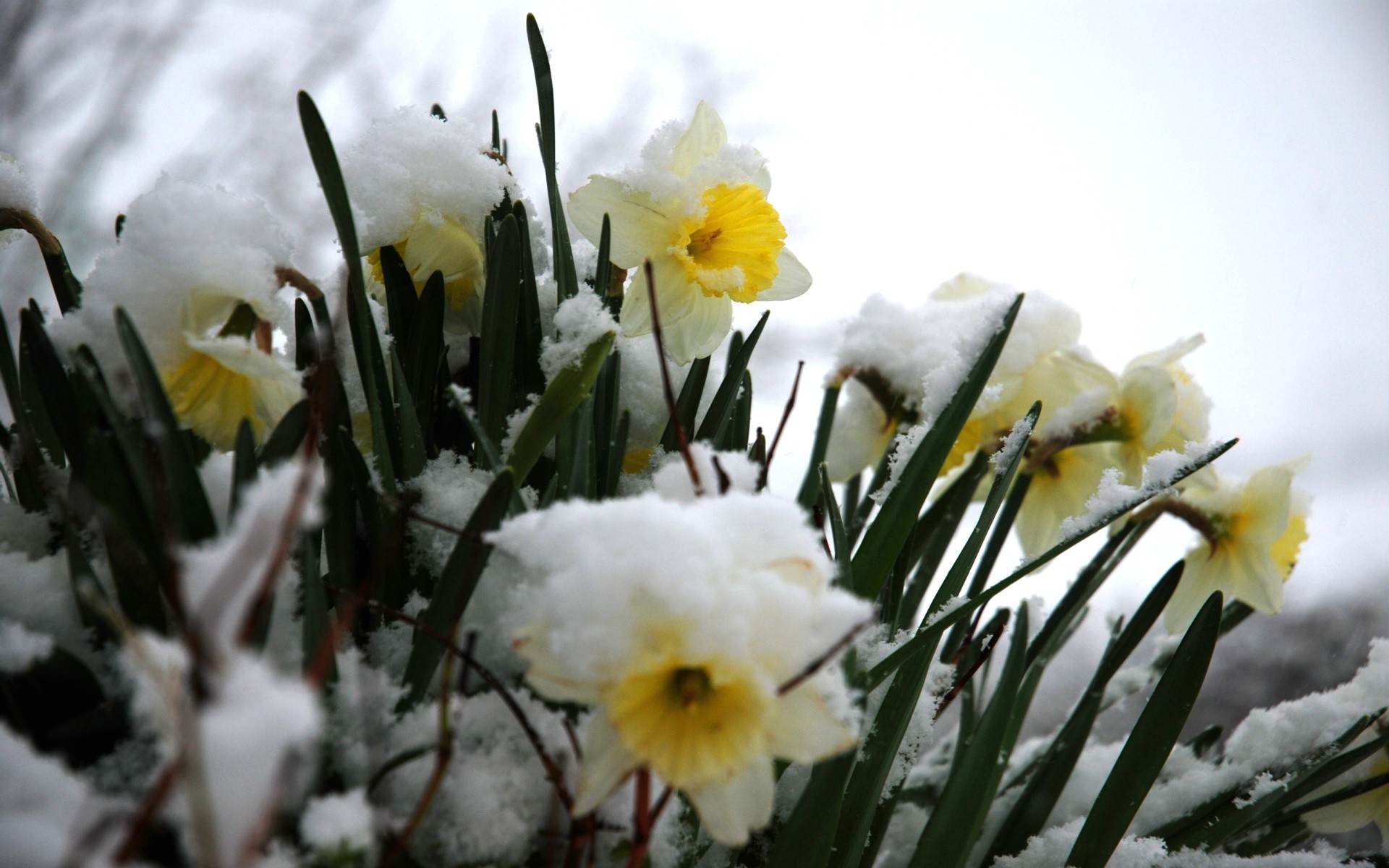 Flower: Frozen Daffodils Flowers Nature Aster Flower Hd Wallpaper ...