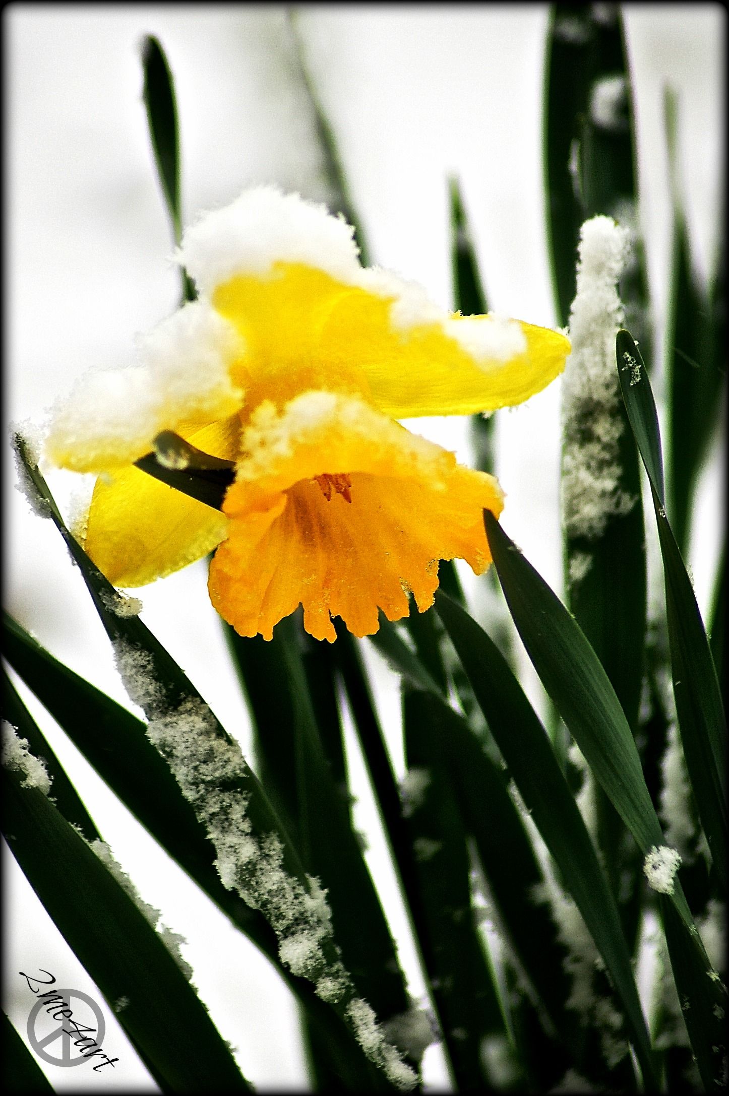 frozen flower | *N* FROZEN FALL AND SPRING | Pinterest | Frozen e Fiore