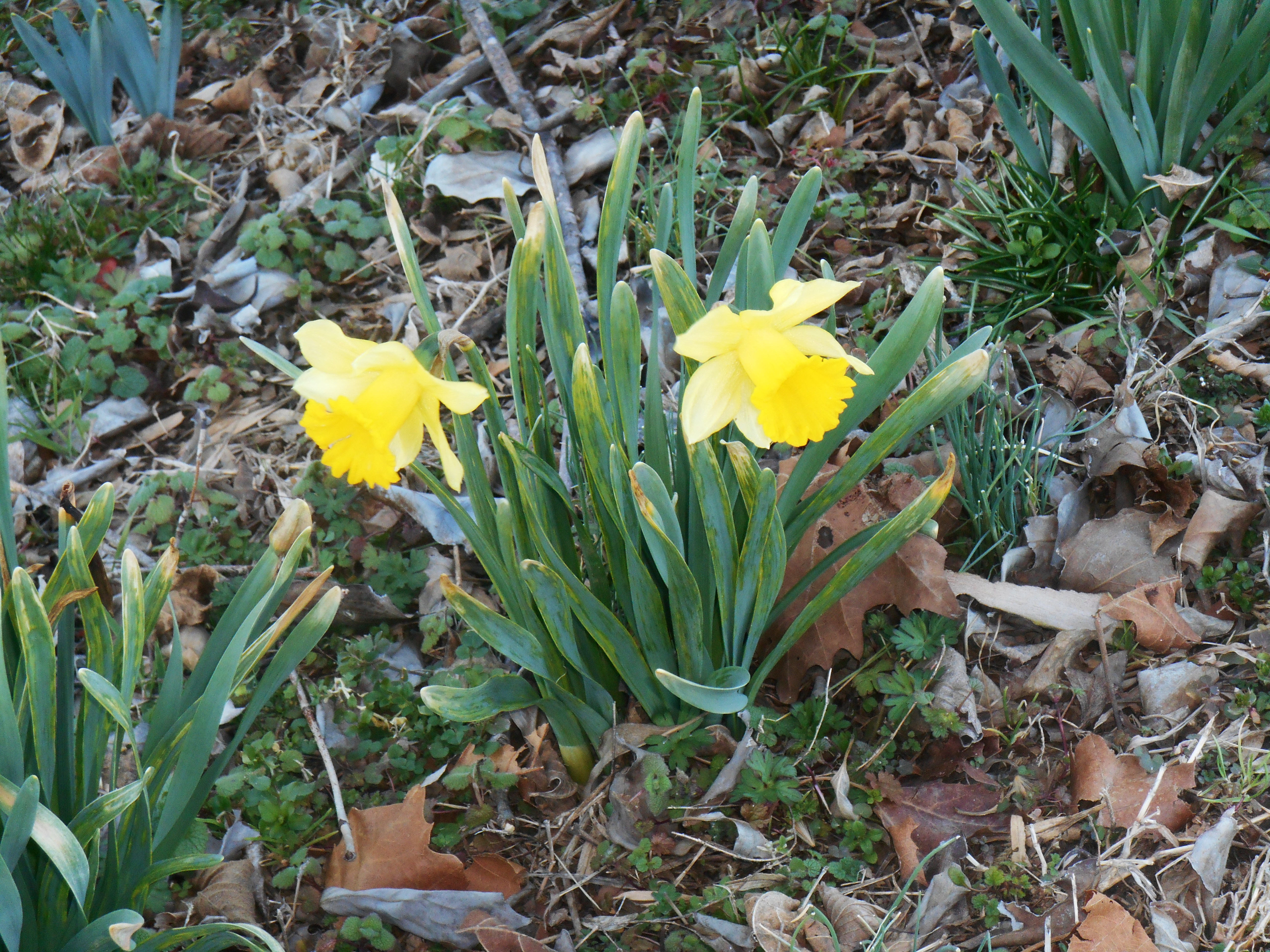Early Daffodils | Forest Garden