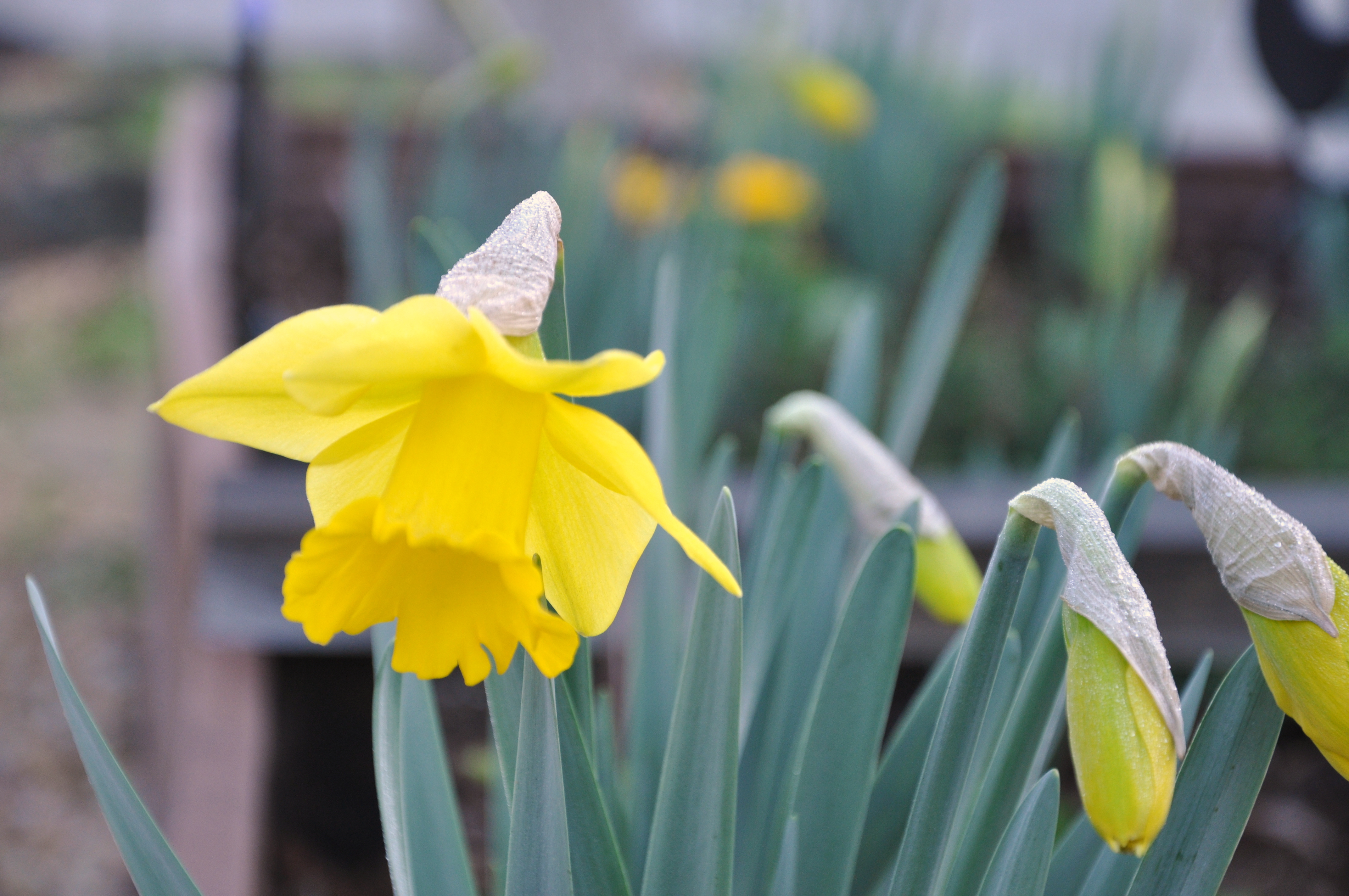 Robins and Daffodils and The Case of the Missing Rain – Gardening ...