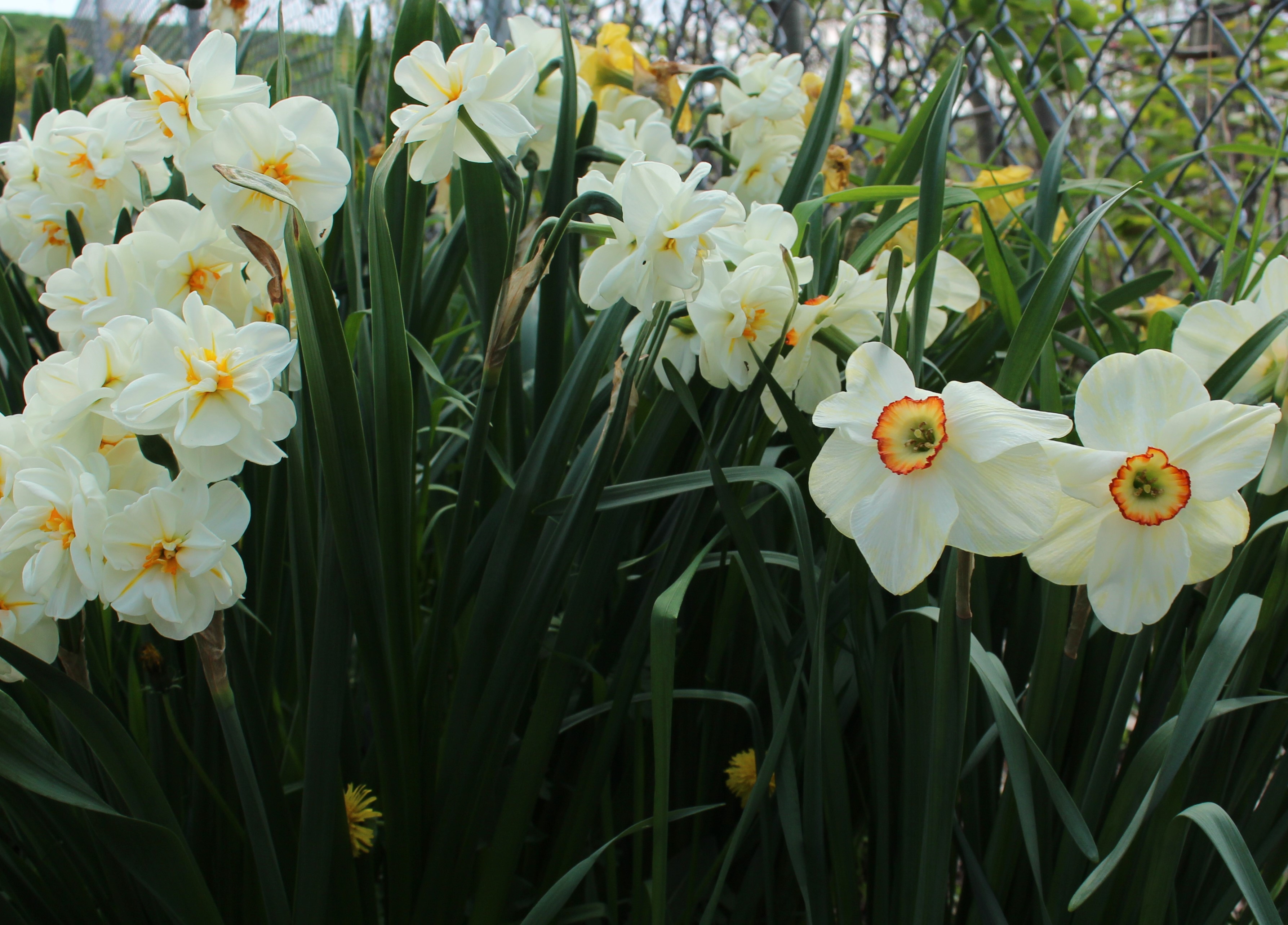 daffodils « sorta like suburbia