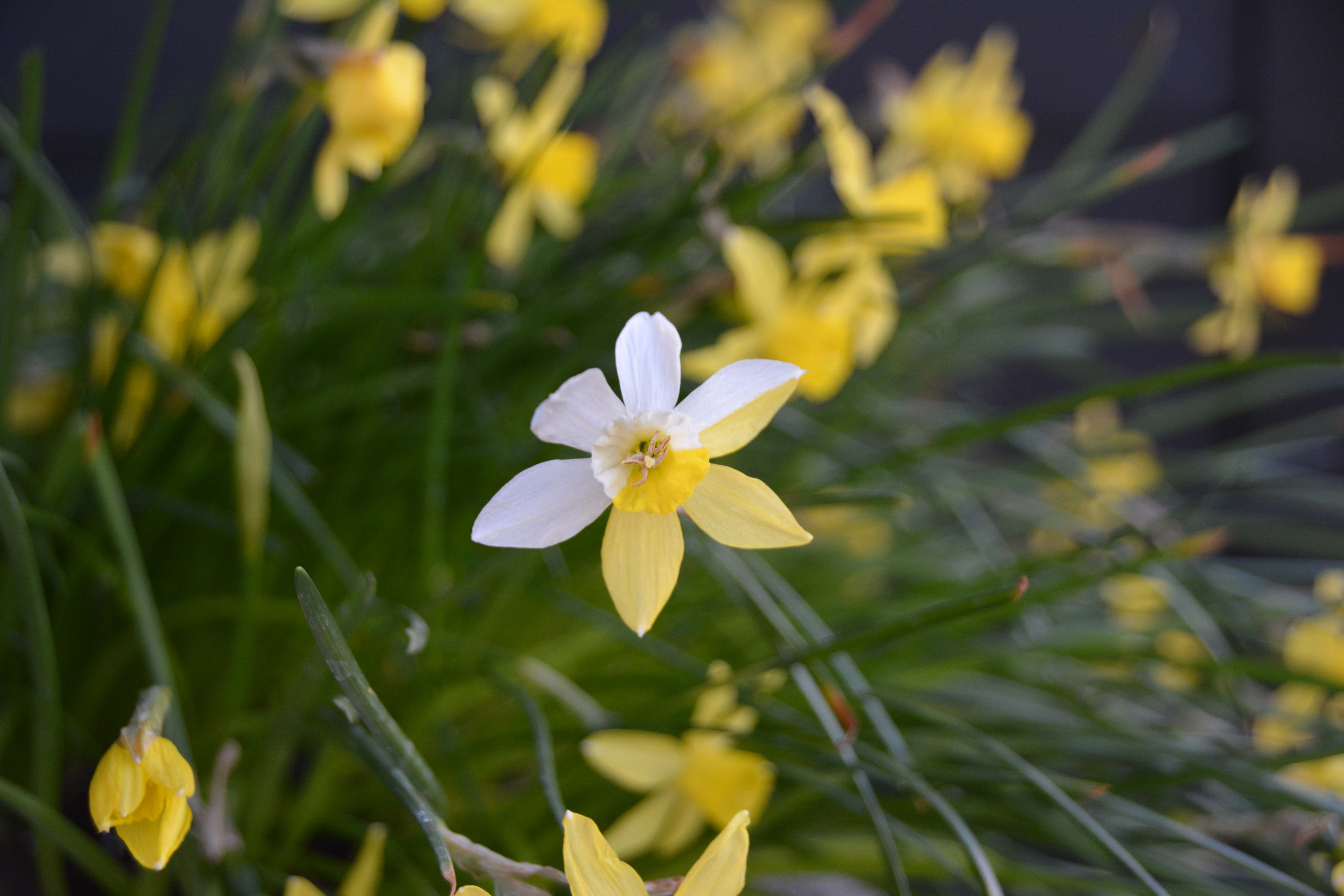 Daffodils (Narcissus) for Every Garden, Every Size | Thinking ...