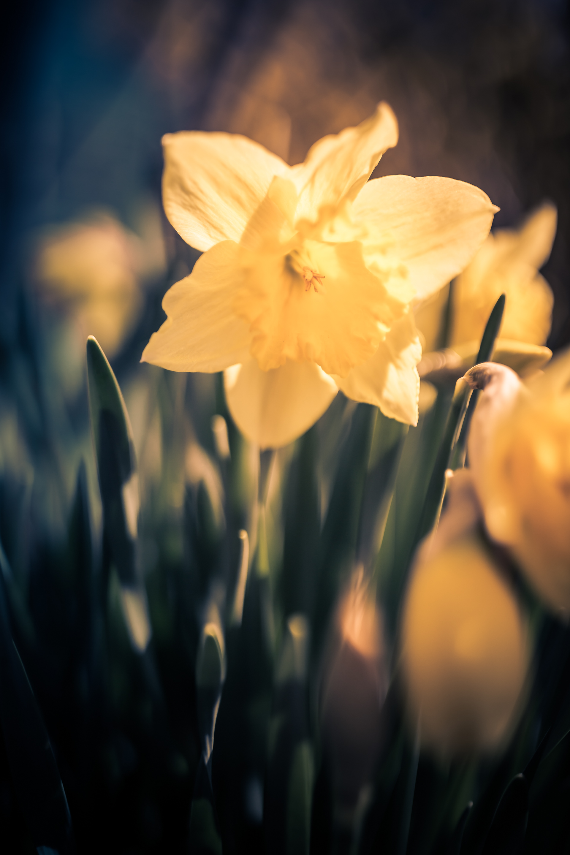 Daffodil Will — Greg Molyneux Photography