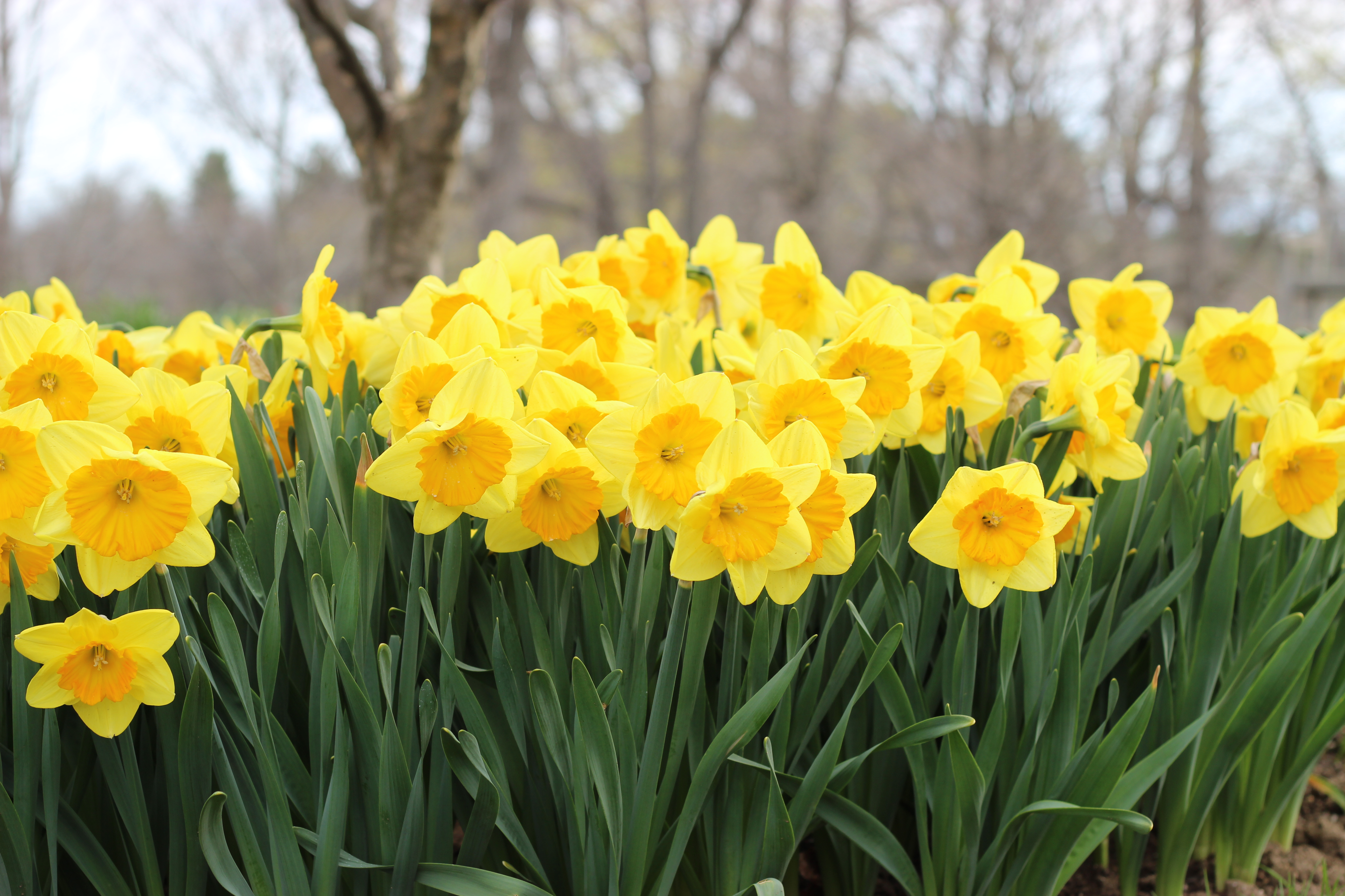 Spring Bulbs | White Flower Farm's blog