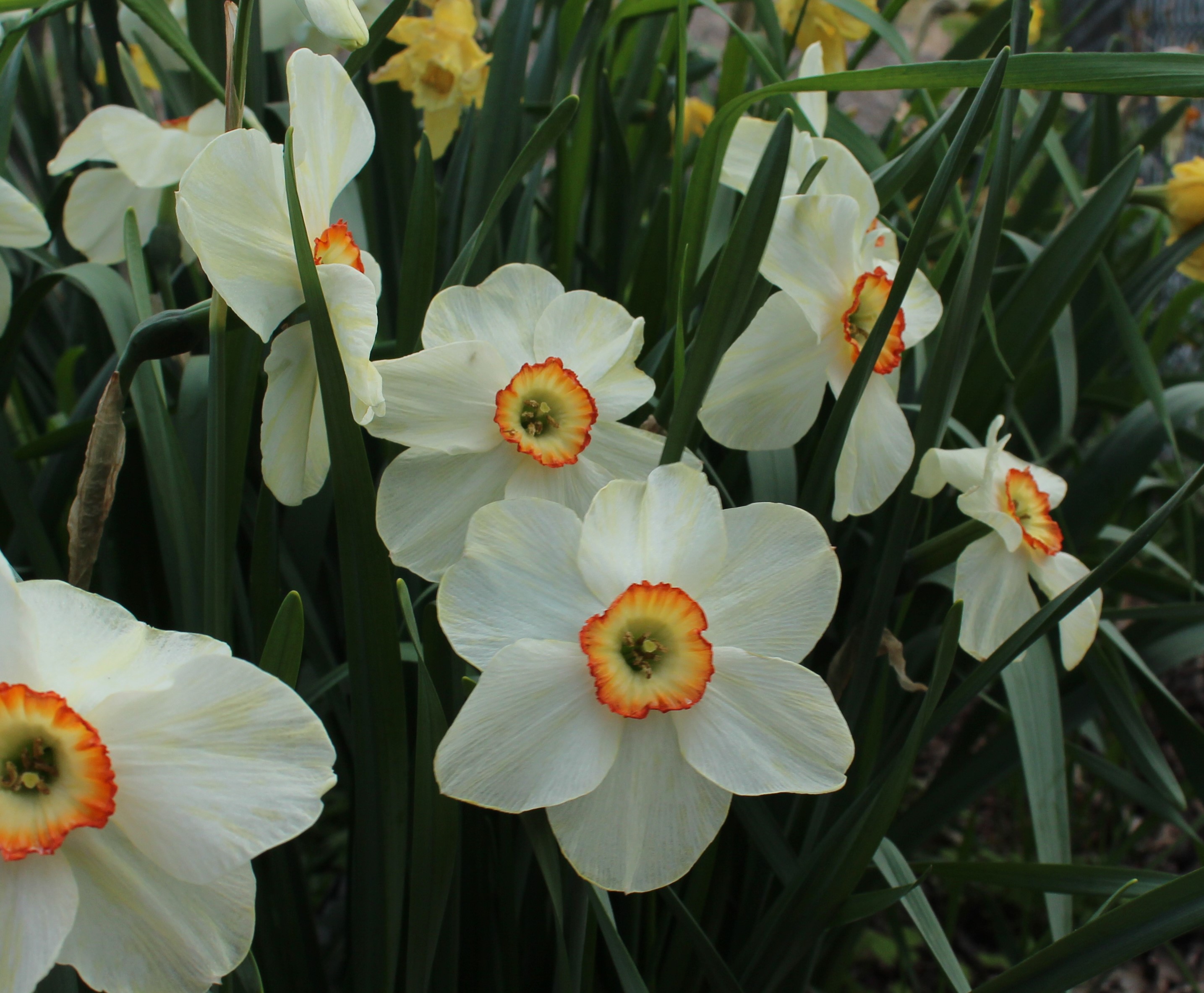 daffodils « sorta like suburbia
