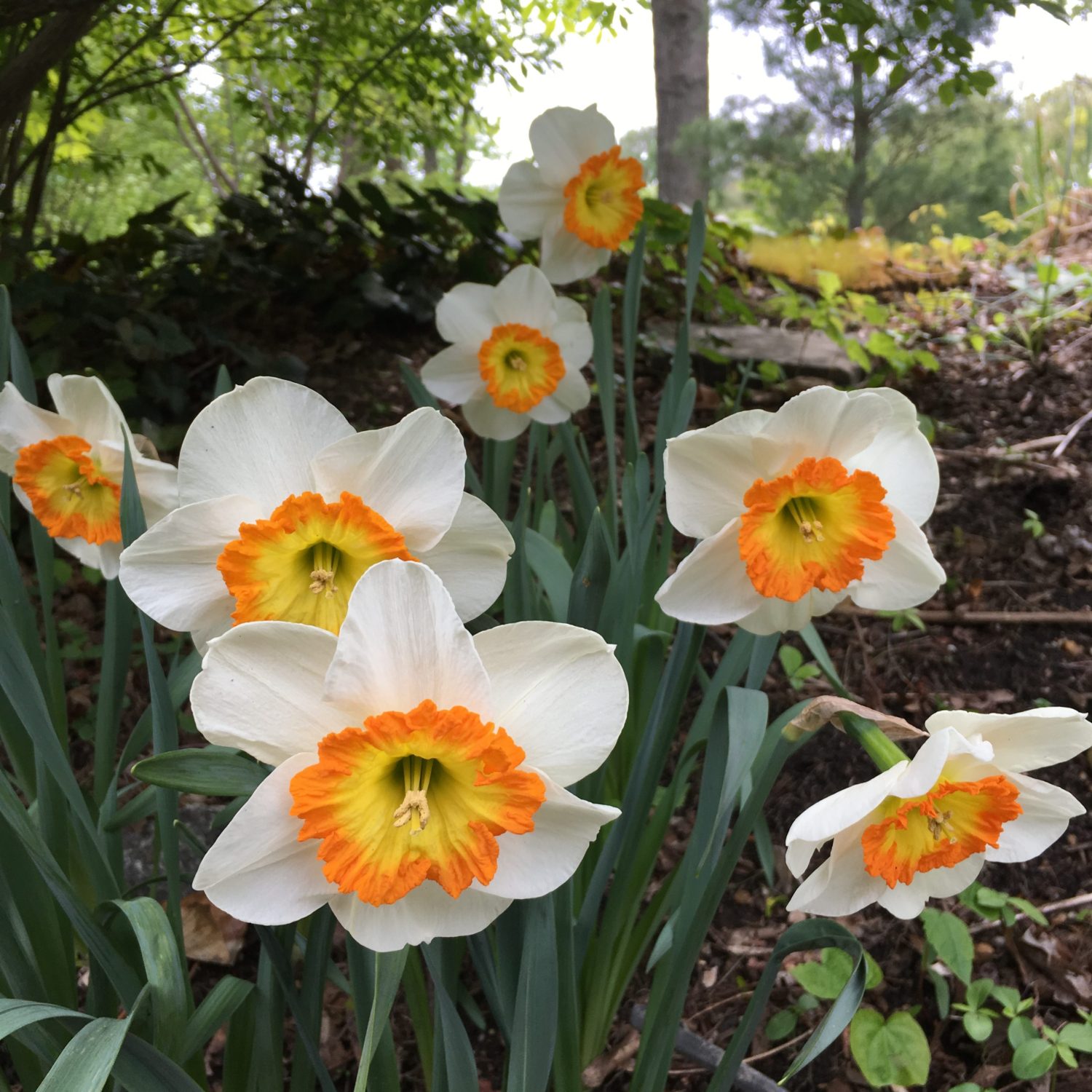 The Gardener's Delight: Planting daffodils for perennial spring ...