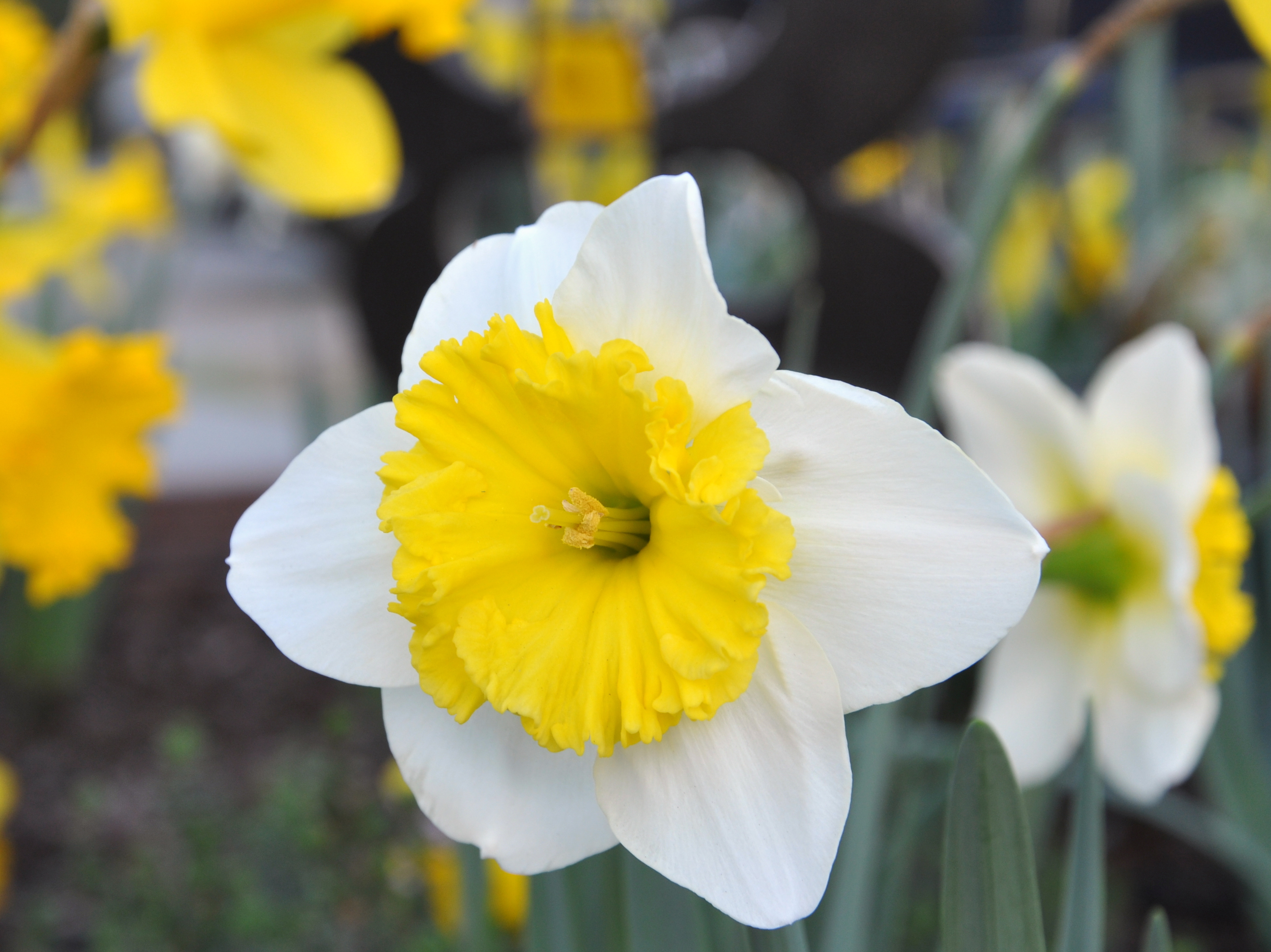 Robins and Daffodils and The Case of the Missing Rain – Gardening ...