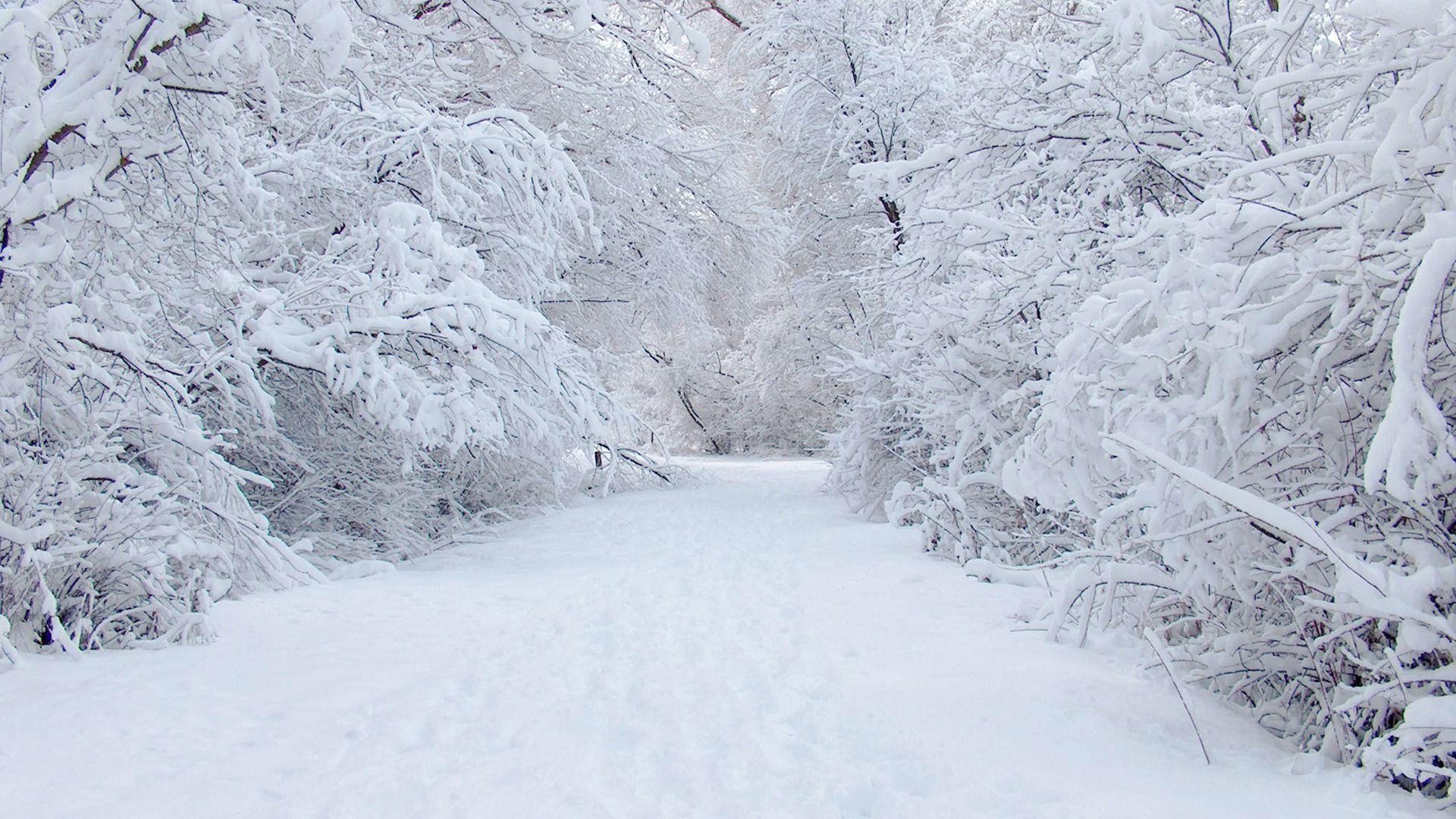 Winter: Frozen Bright Snow White Day Cold Perfect Winter Trees ...