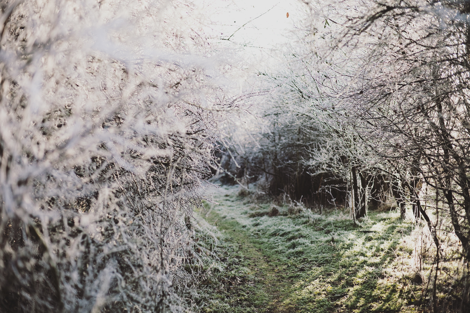Frozen — Lobian Photography