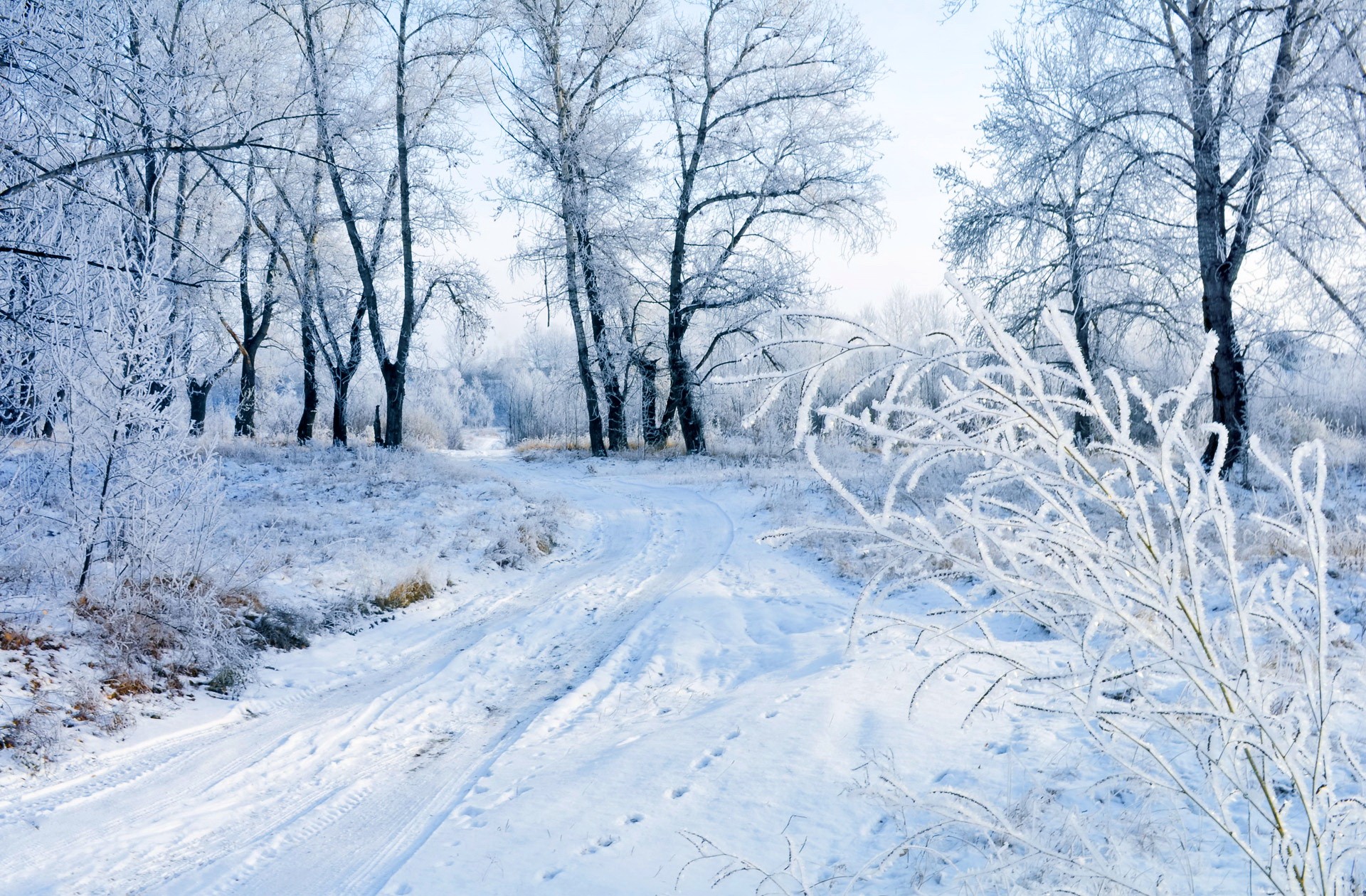 Winter Winter Serenity Path Forest Branches Calmness Cold Nice Trees ...