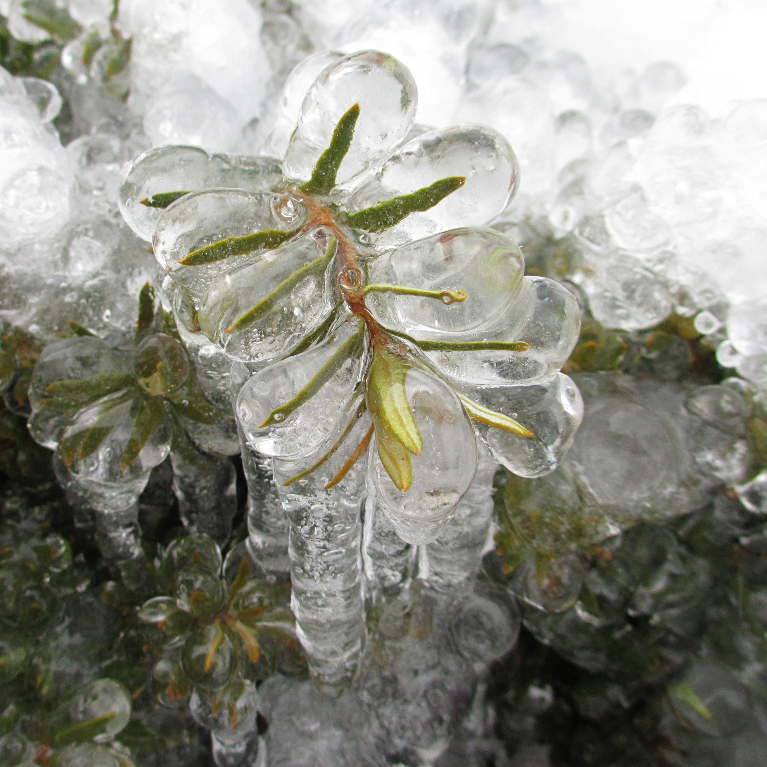 Frozen plant photo