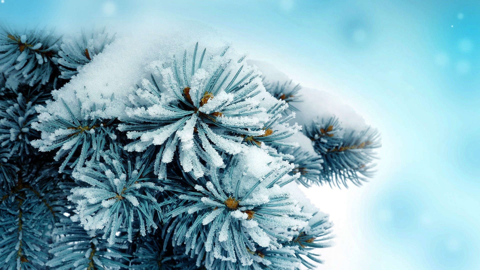 Plants: Frozen Plants Blue Macro Snow Nature Wallpaper Hd Latest for ...